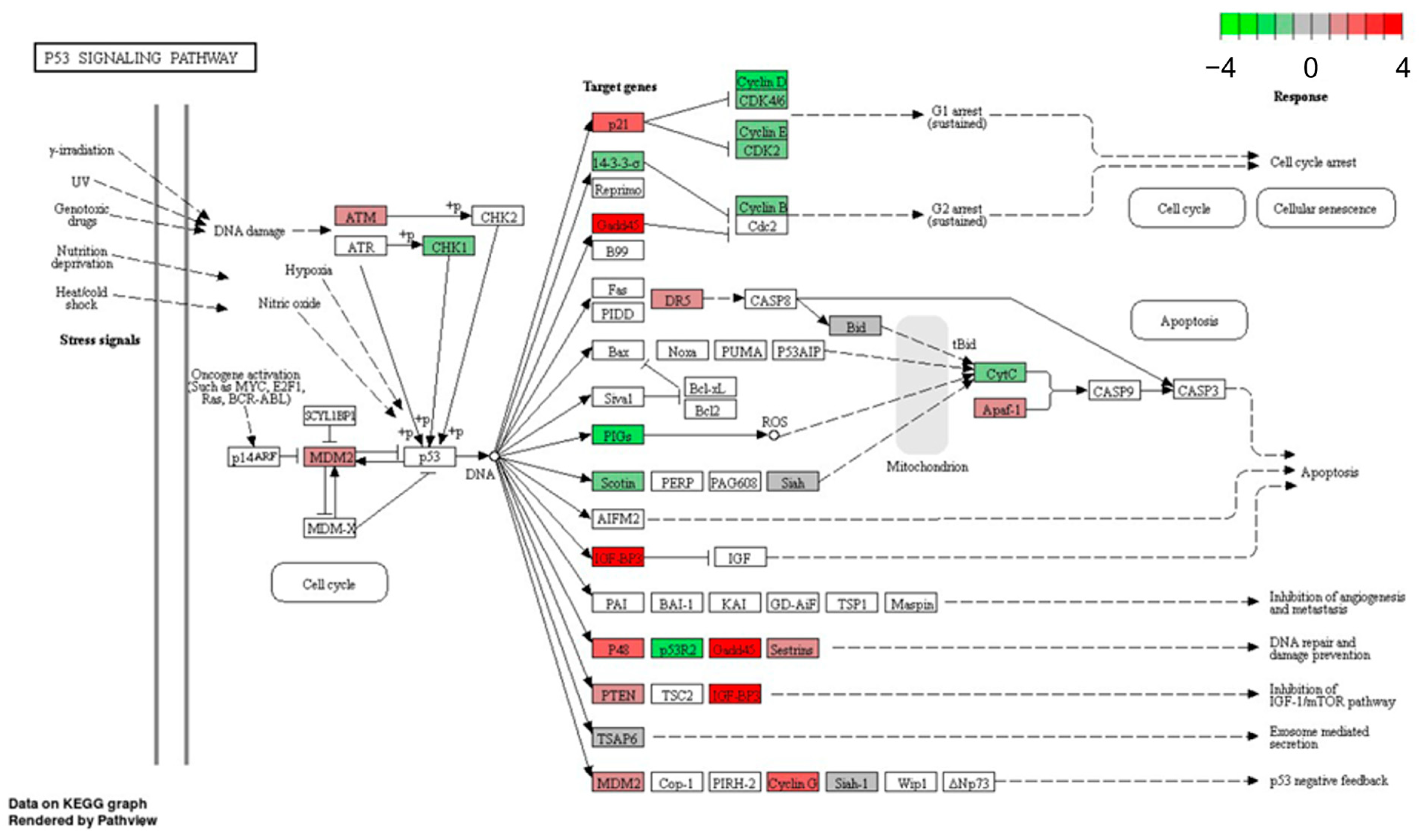 Cells 12 00177 g002 Cells 12 00177 g002