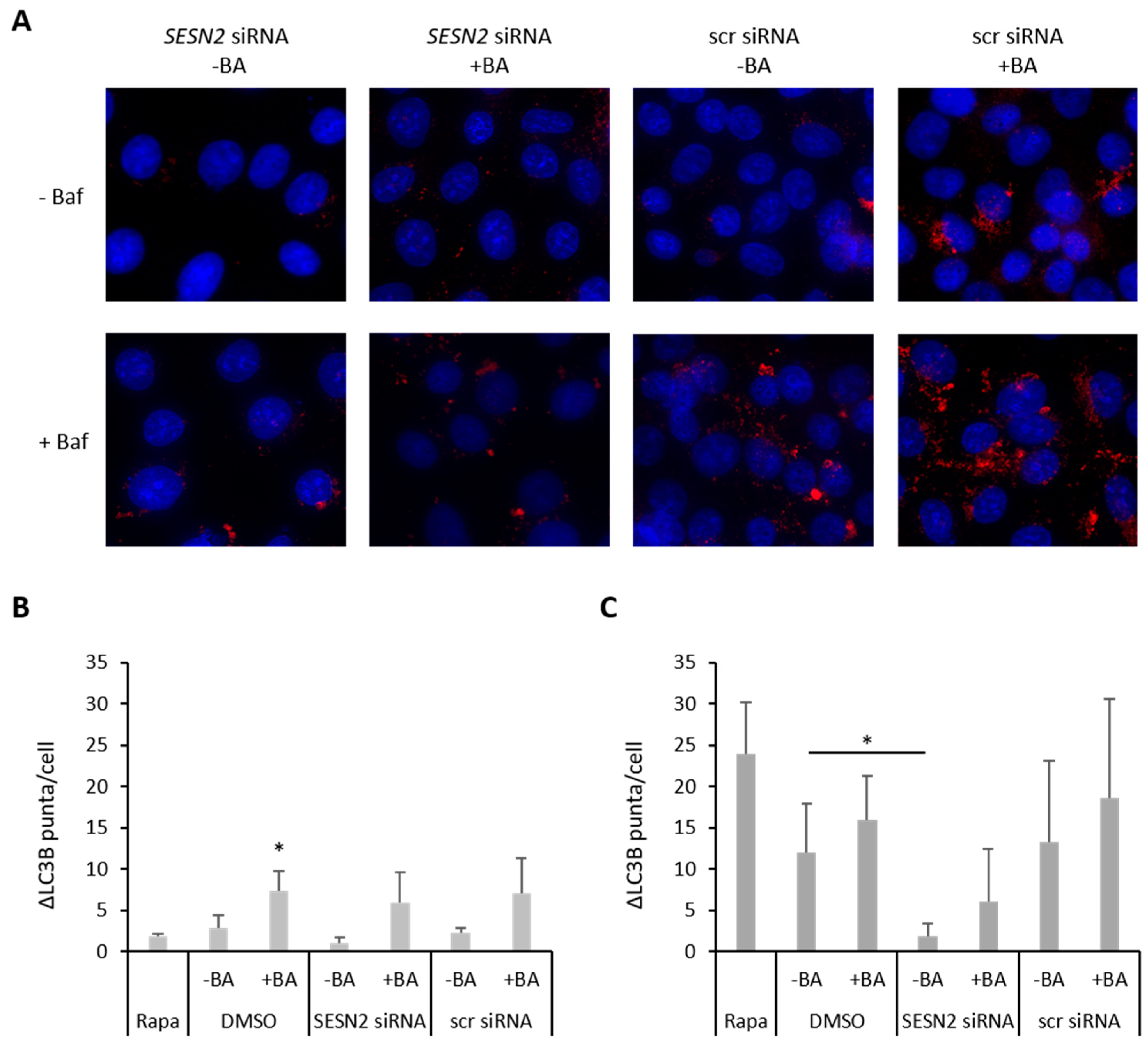 Cells 12 00177 g006 Cells 12 00177 g006