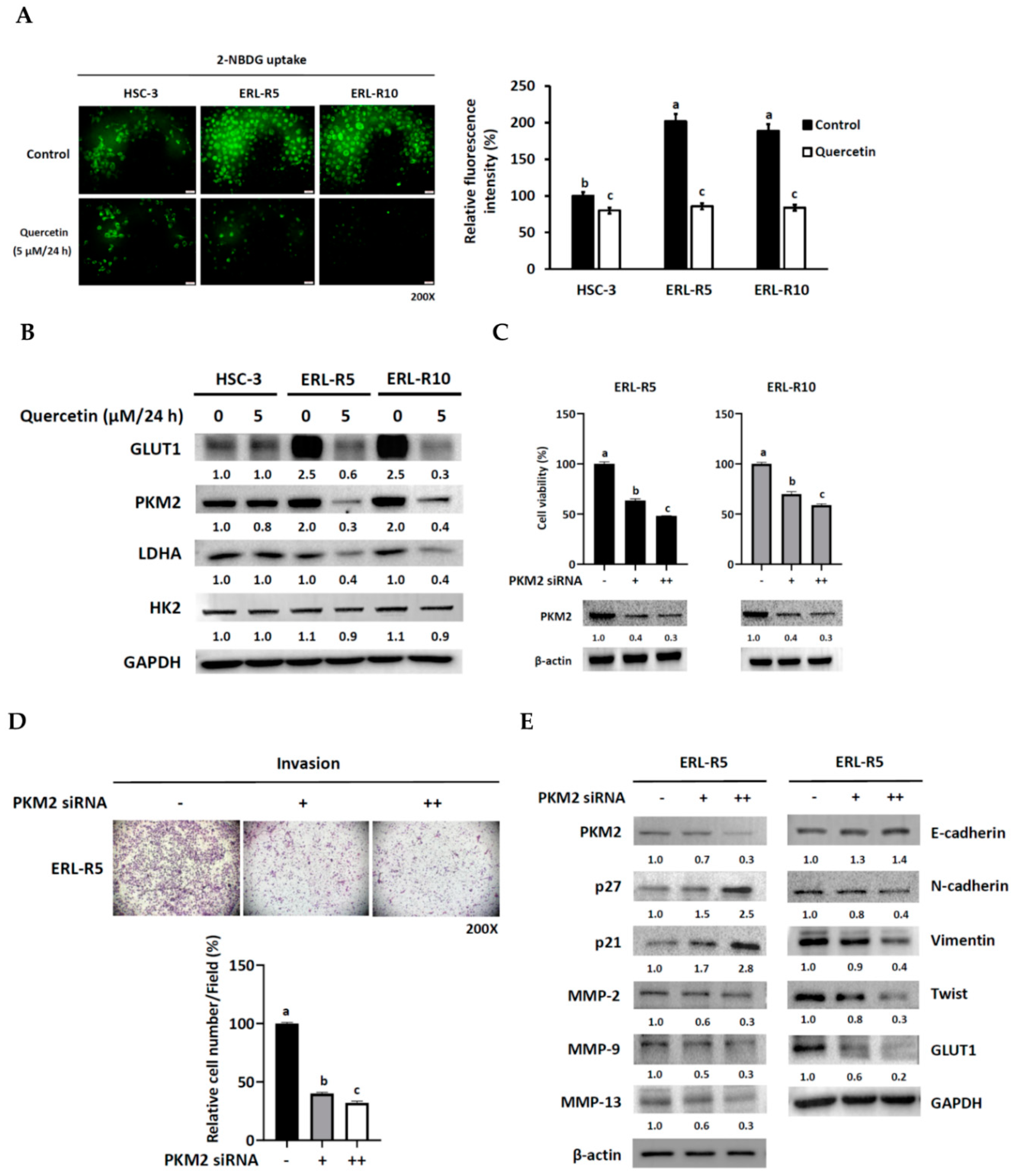 Cells 12 00179 g005 Cells 12 00179 g005