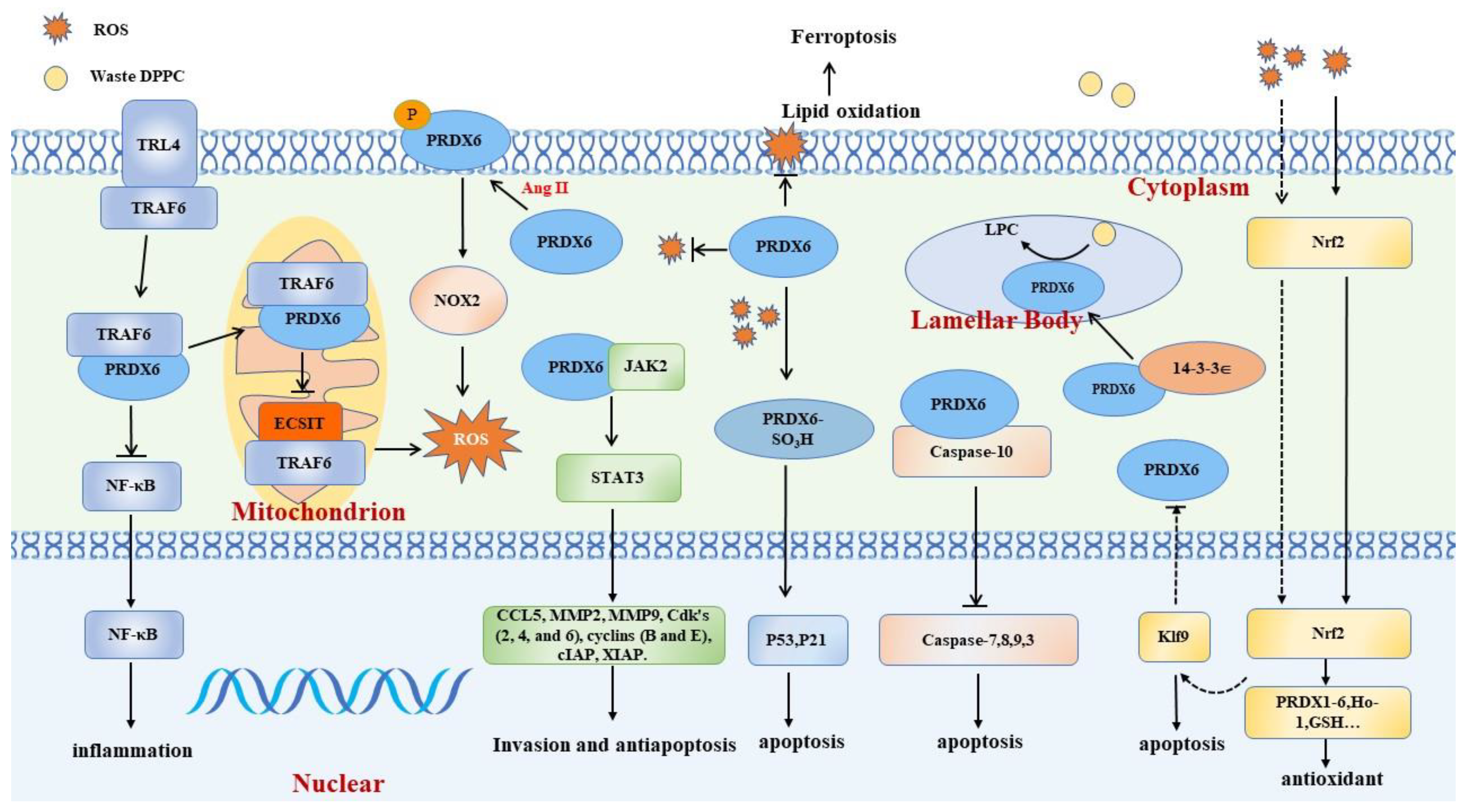 Cells 12 00181 g002 Cells 12 00181 g002