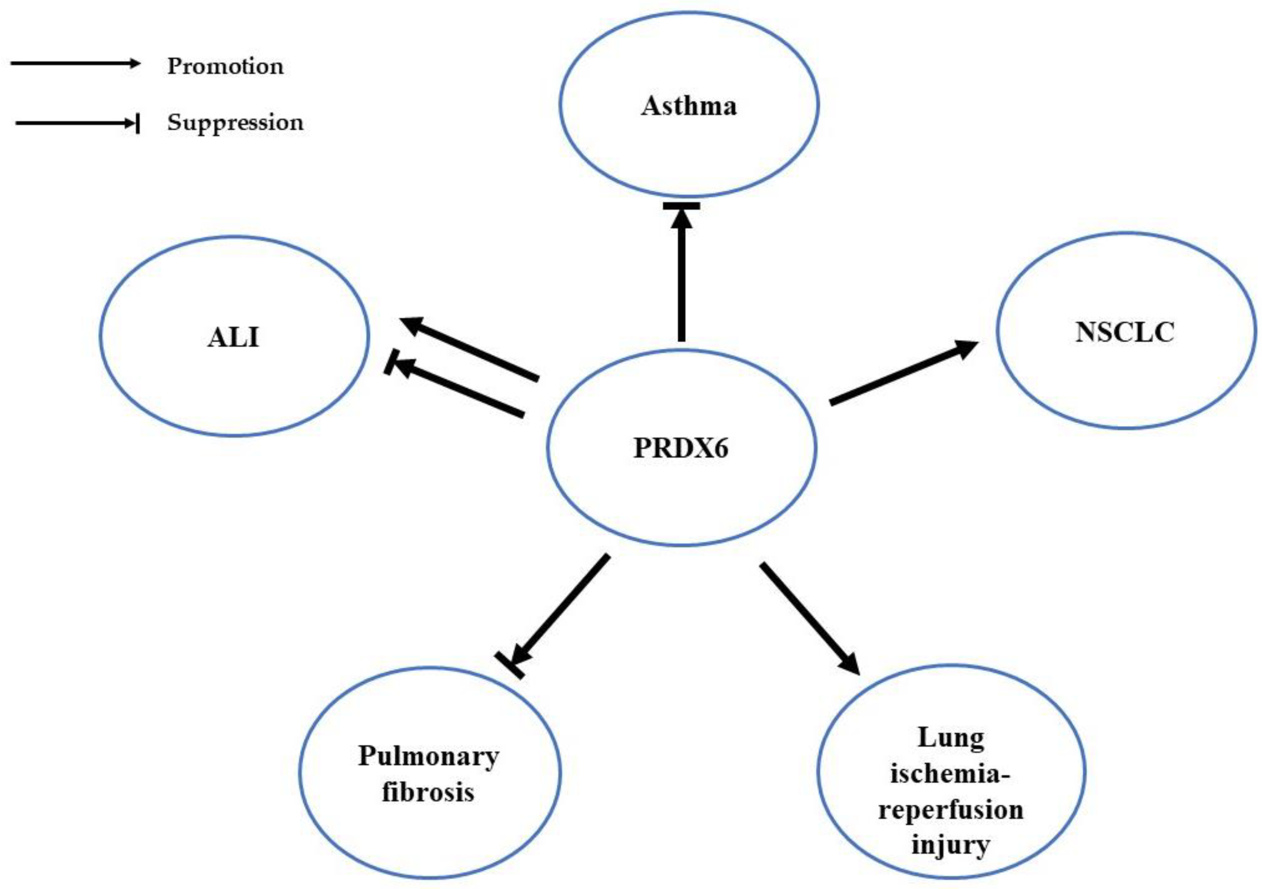 Cells 12 00181 g003 Cells 12 00181 g003