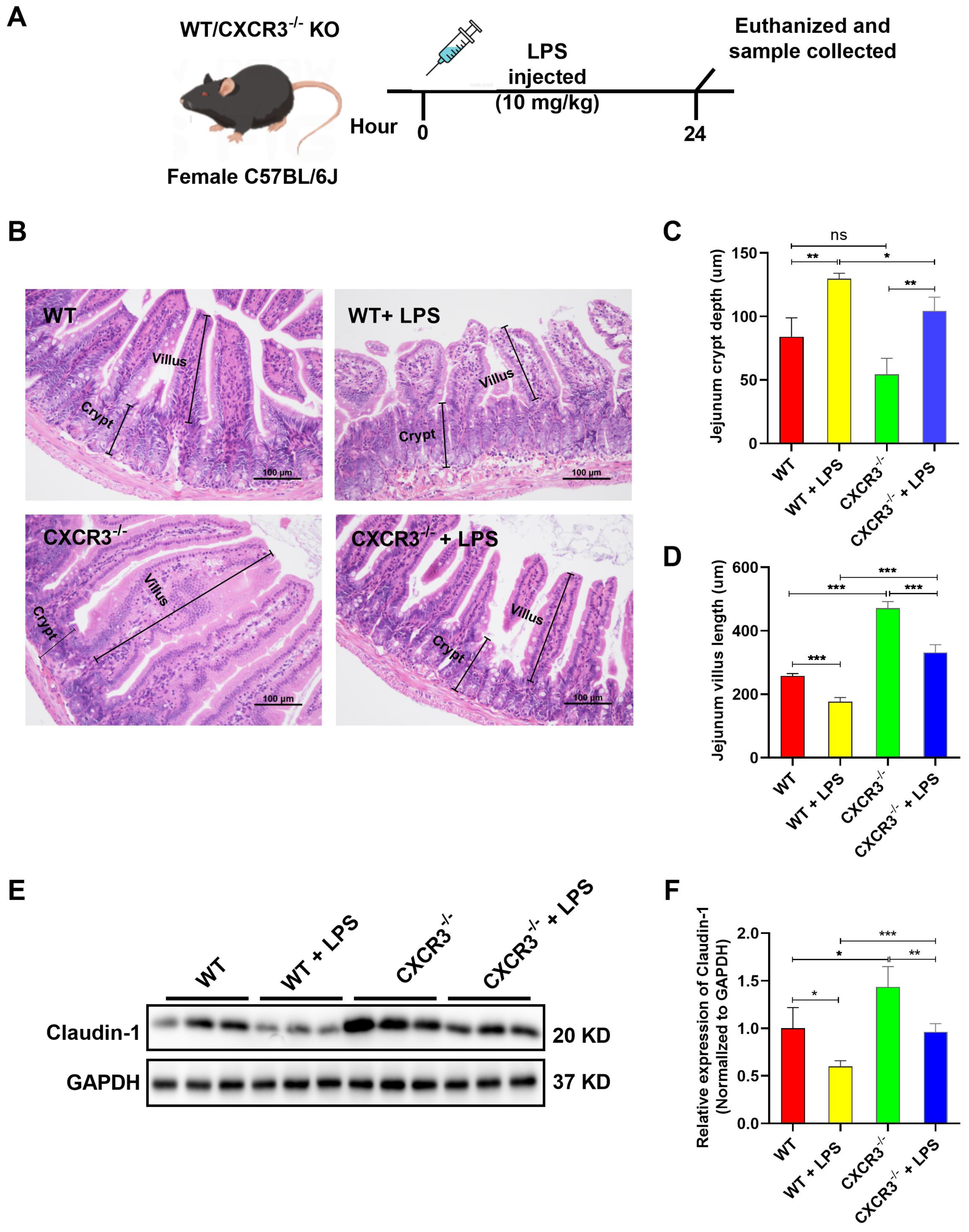 Cells 12 00182 g001 Cells 12 00182 g001
