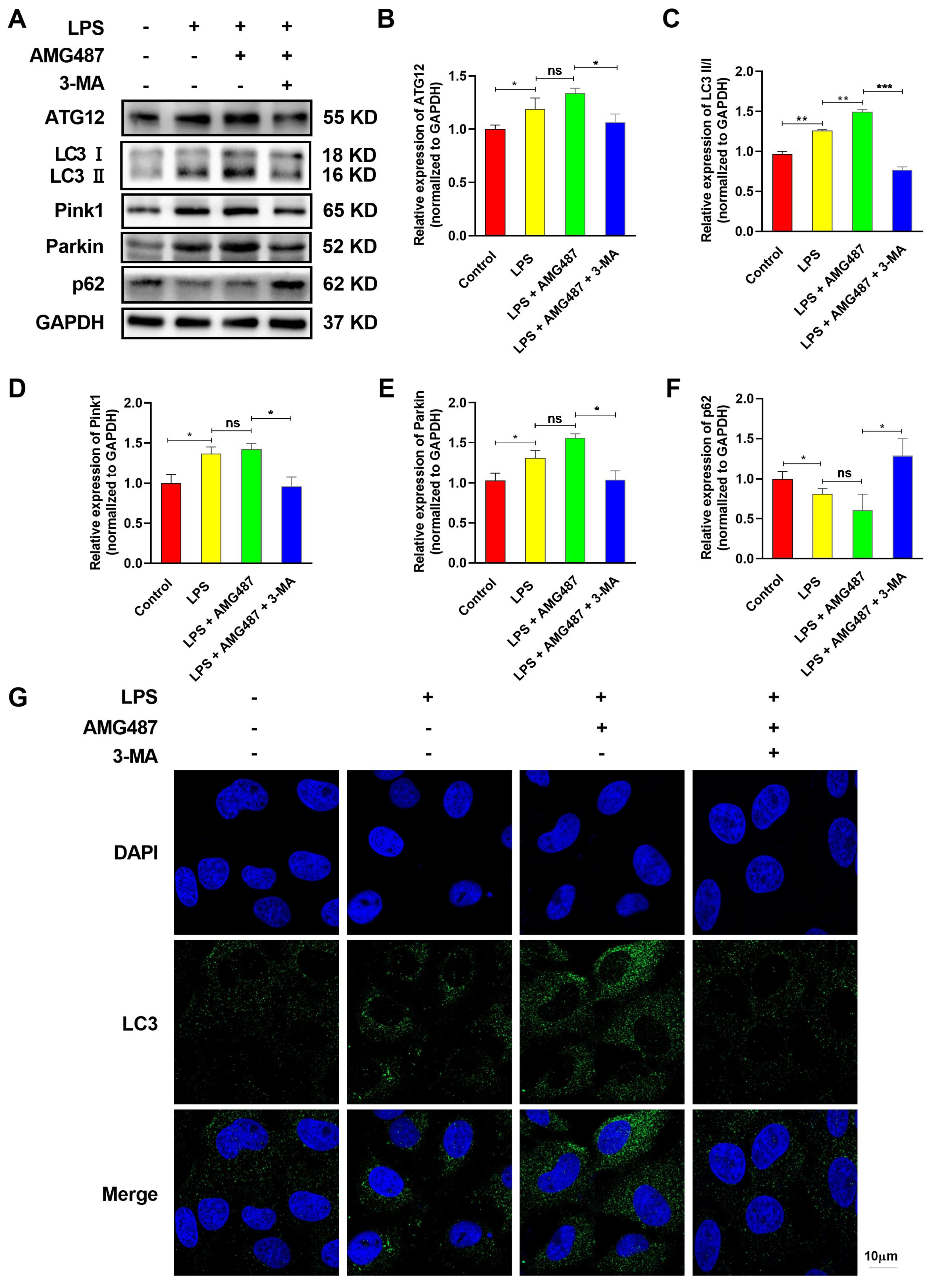 Cells 12 00182 g004 Cells 12 00182 g004