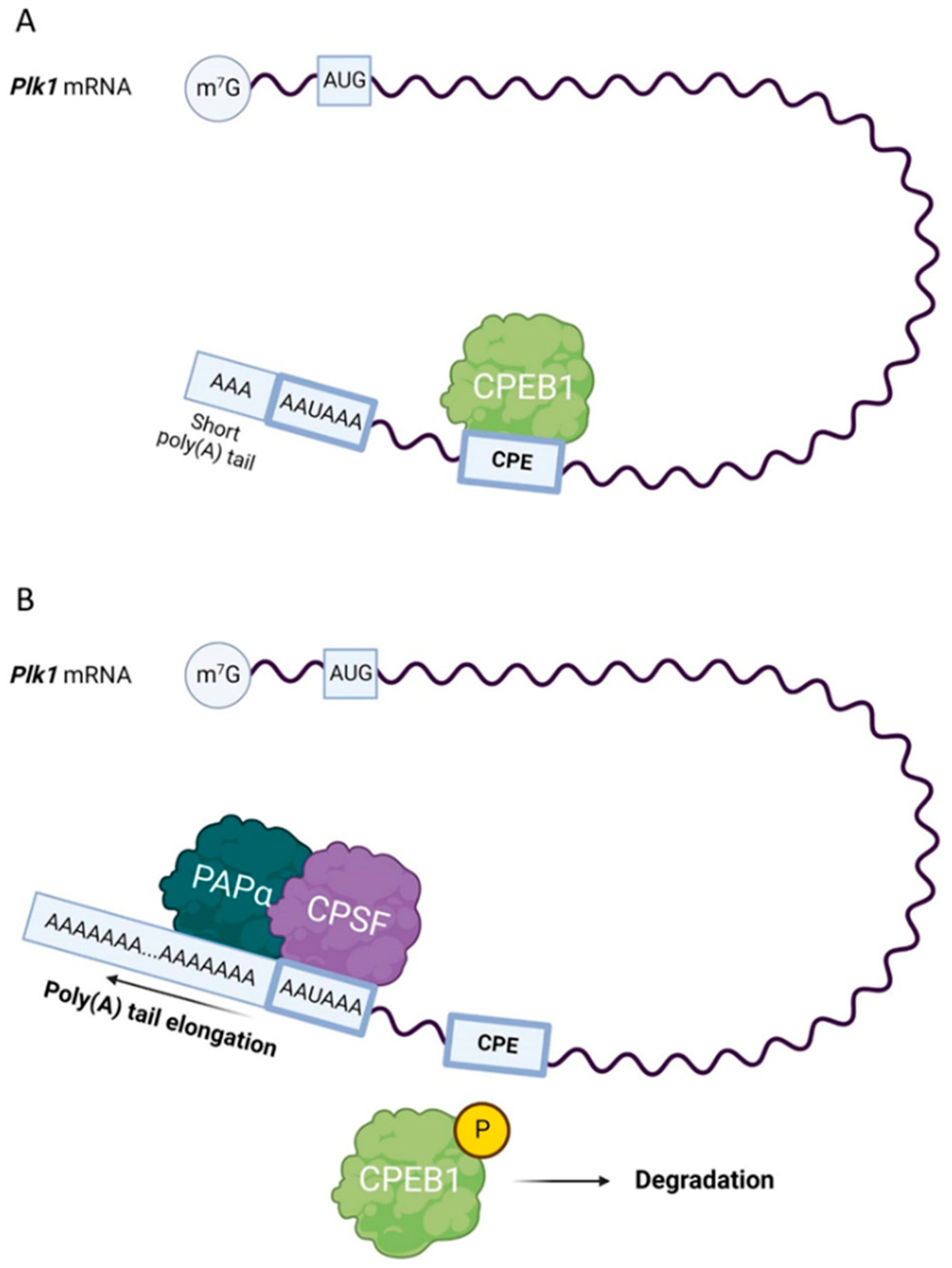Cells | Free Full-Text | Multiple Roles of PLK1 in Mitosis and Meiosis