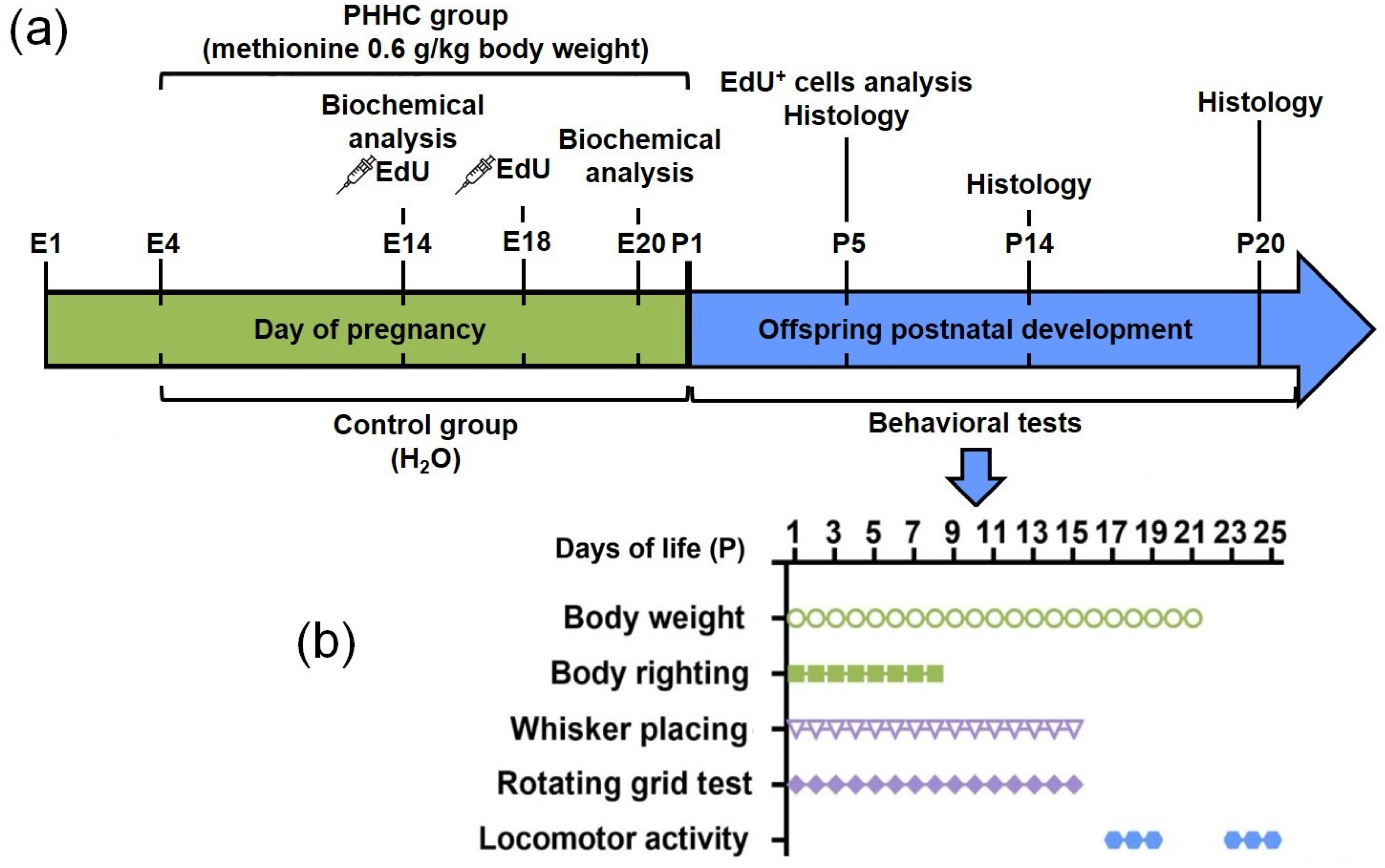 Cells 12 00189 sch001