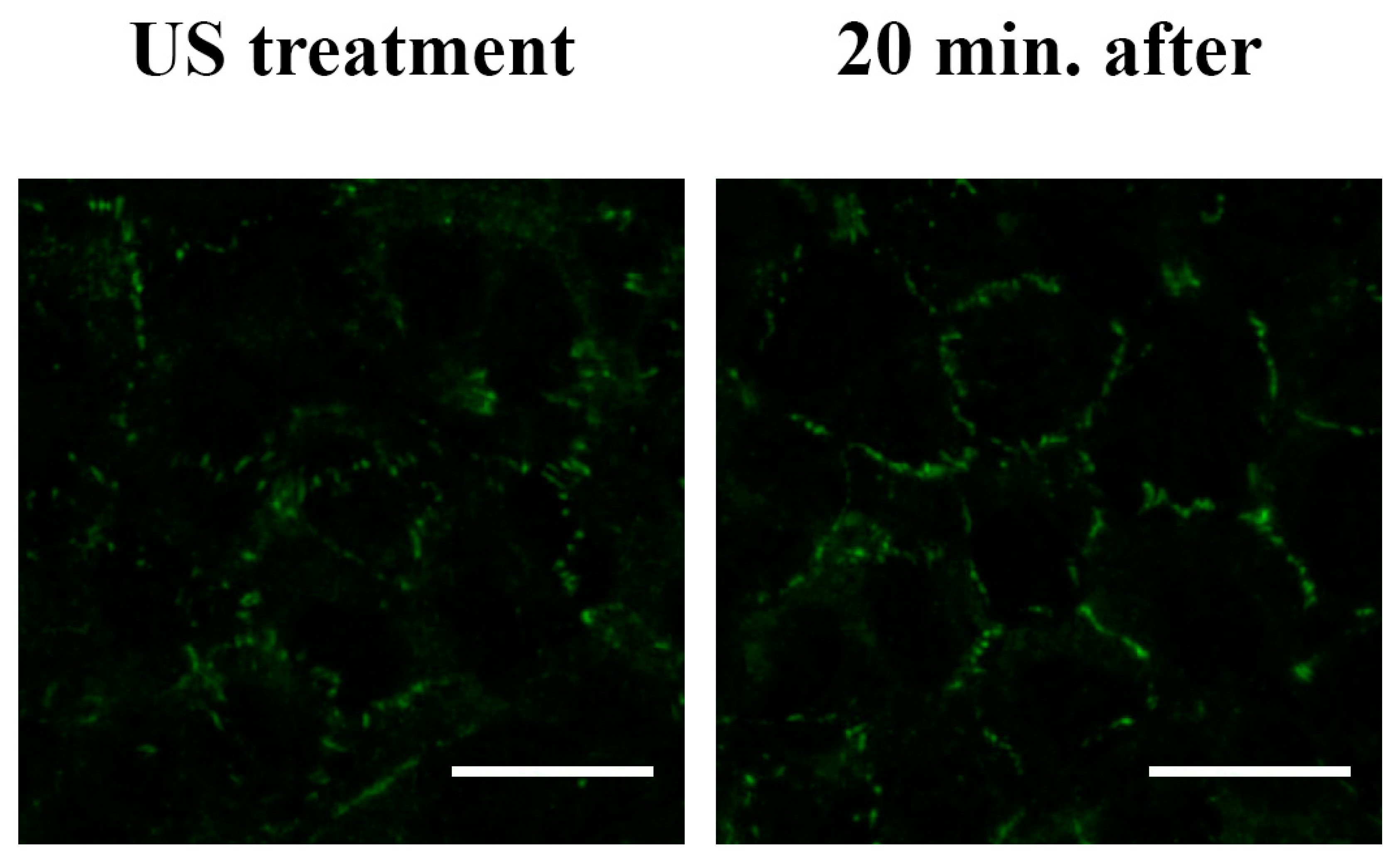 Cells 12 00192 g008 Cells 12 00192 g008