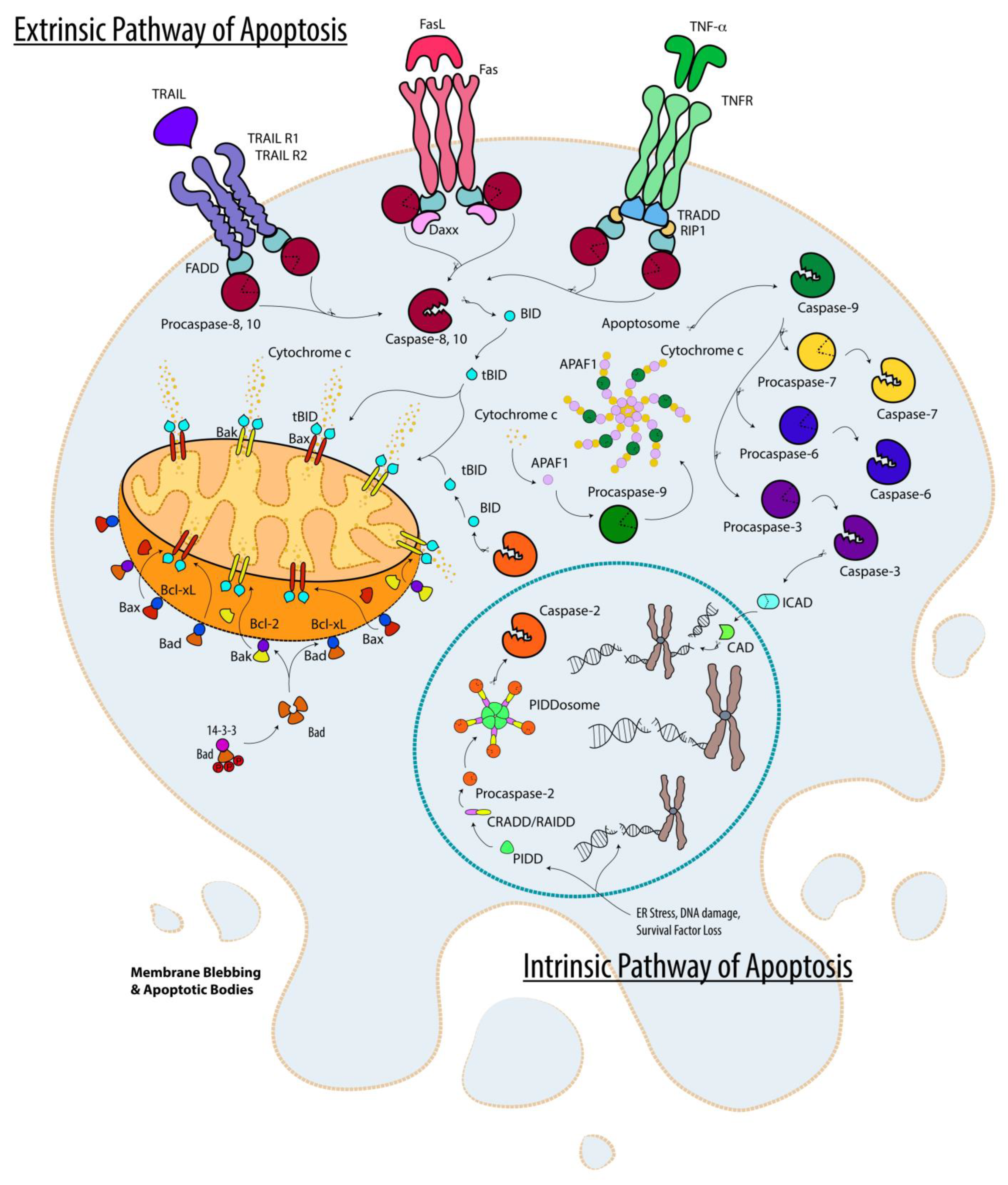 Cells | Free Full-Text | Pseudomonas aeruginosa Cytotoxins: Mechanisms of  Cytotoxicity and Impact on Inflammatory Responses