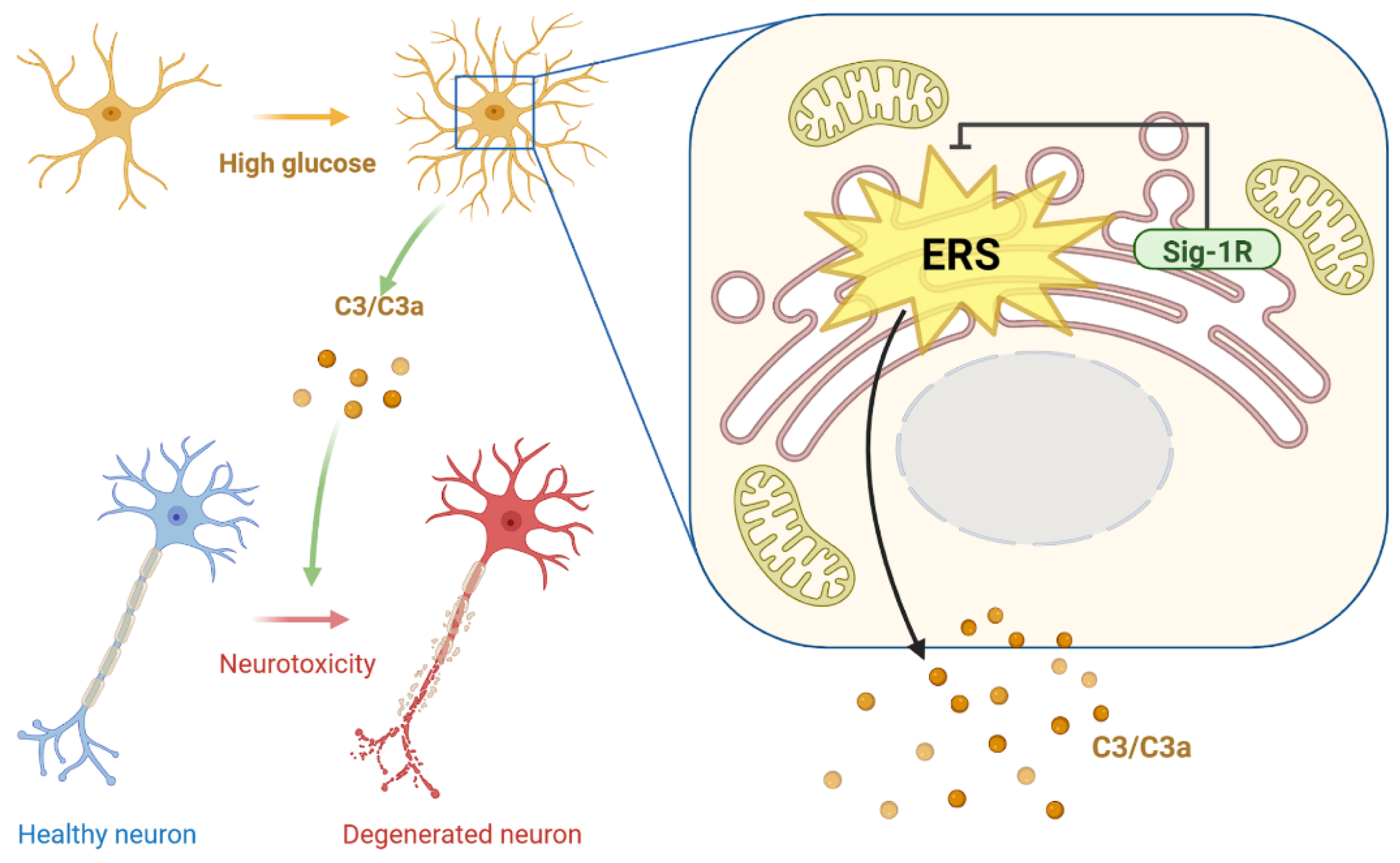 Cells 12 00197 g008 Cells 12 00197 g008