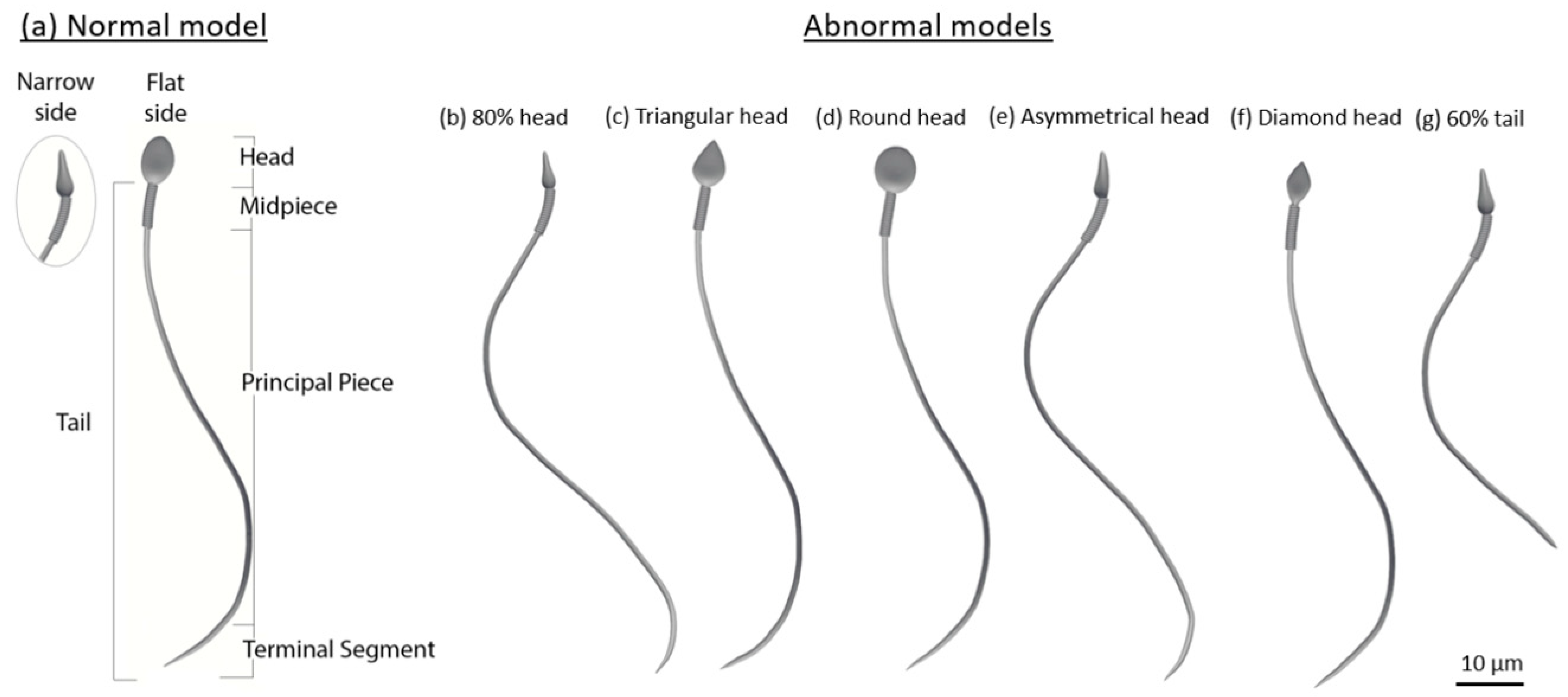 Cells | Free Full-Text | Dynamic 3D Modeling for Human Sperm Motility ...