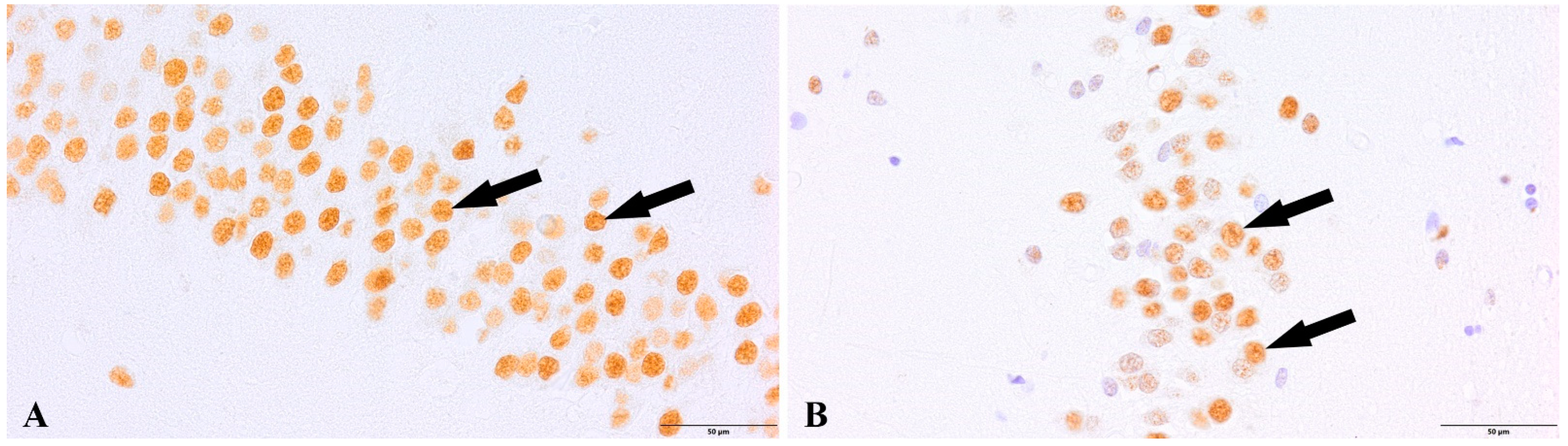 Cells 12 00244 g002 Cells 12 00244 g002