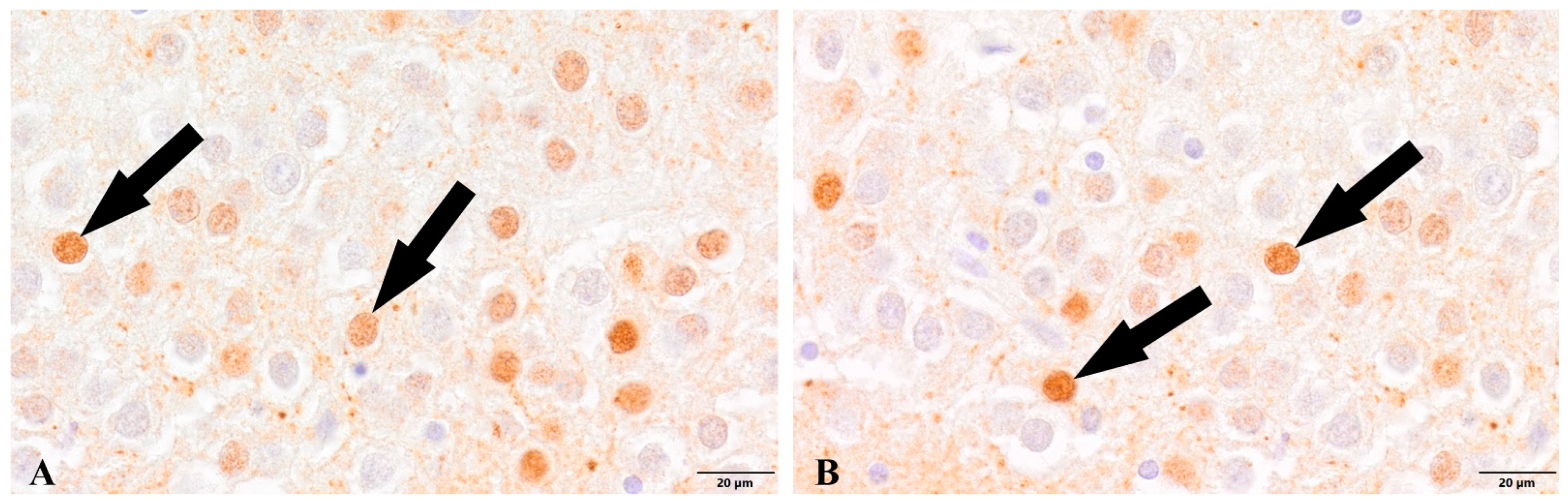 Cells 12 00244 g005 Cells 12 00244 g005