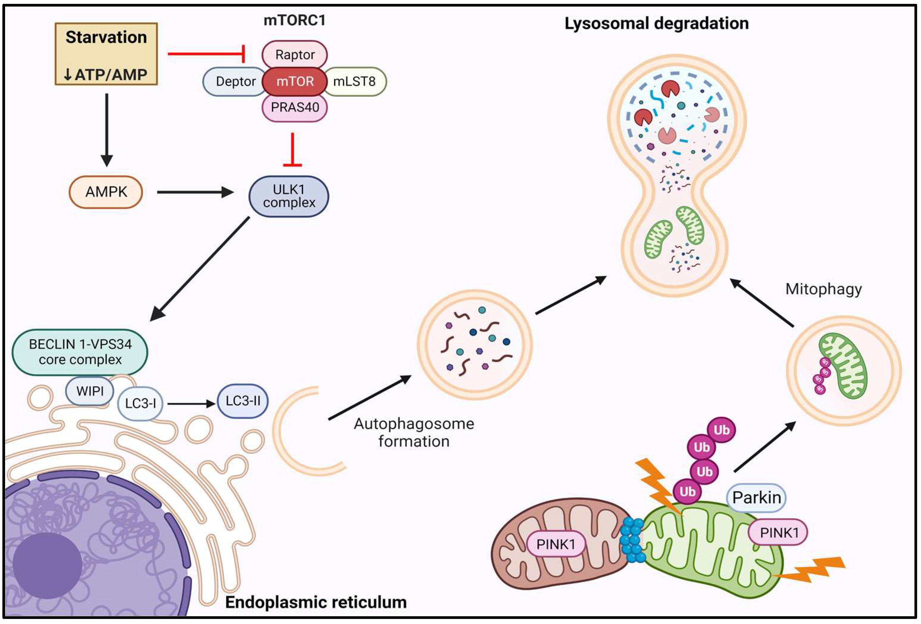 Cells 12 00249 g003 Cells 12 00249 g003