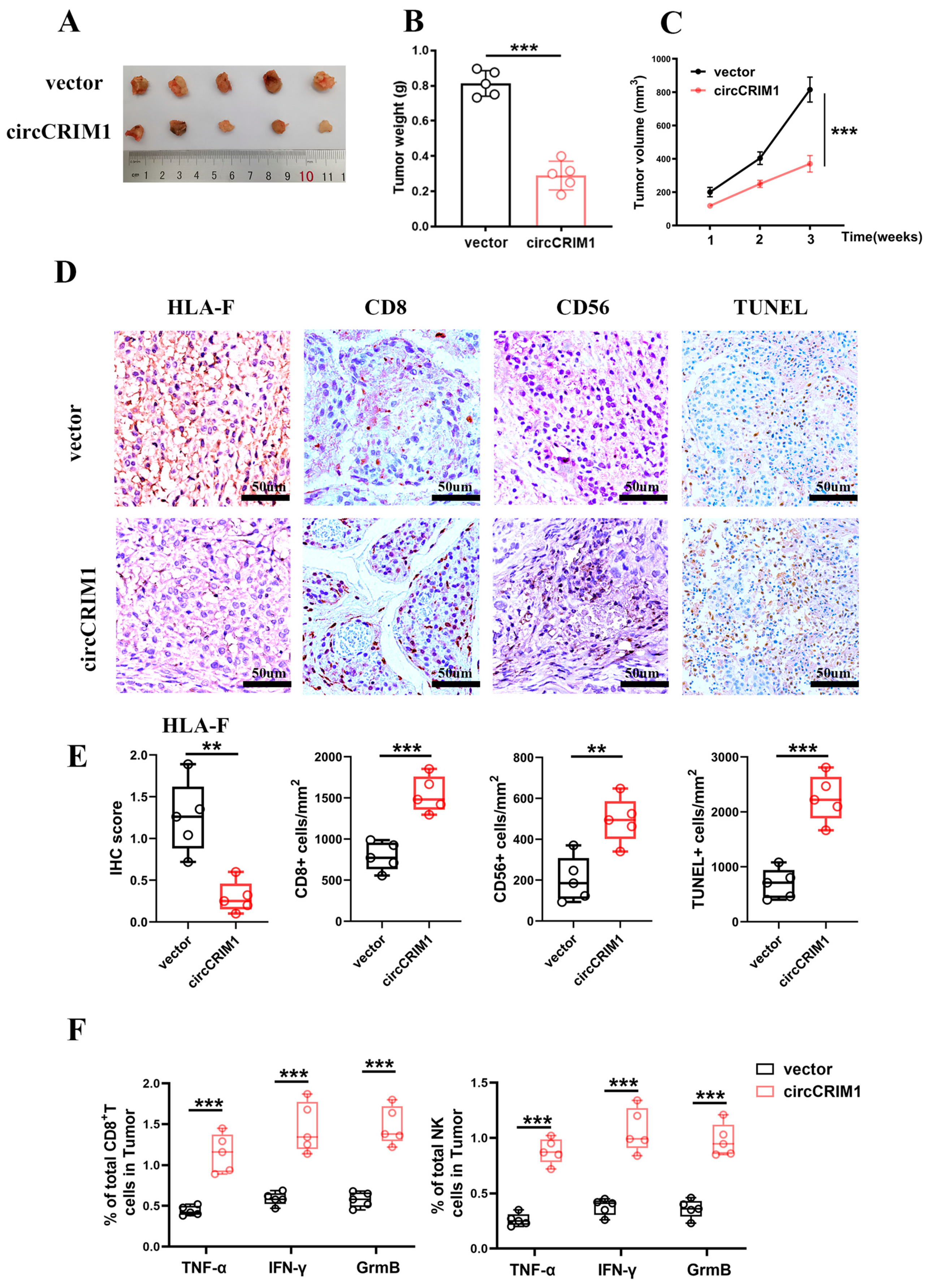 Cells 12 00273 g006 Cells 12 00273 g006