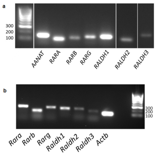 https://www.mdpi.com/cells/cells-12-00286/article_deploy/html/images/cells-12-00286-g001-550.jpg