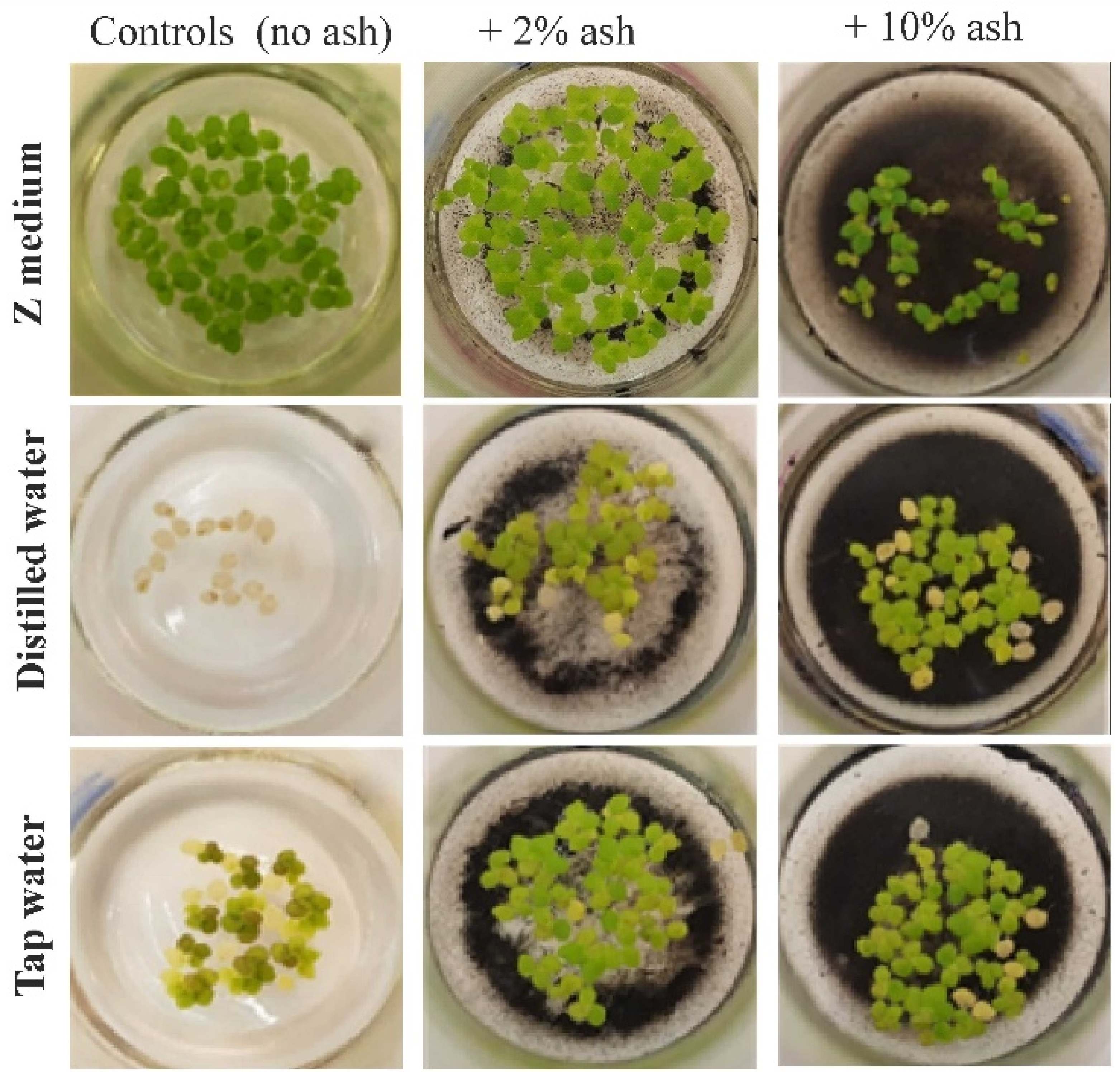 Cells 12 00289 g001 Cells 12 00289 g001