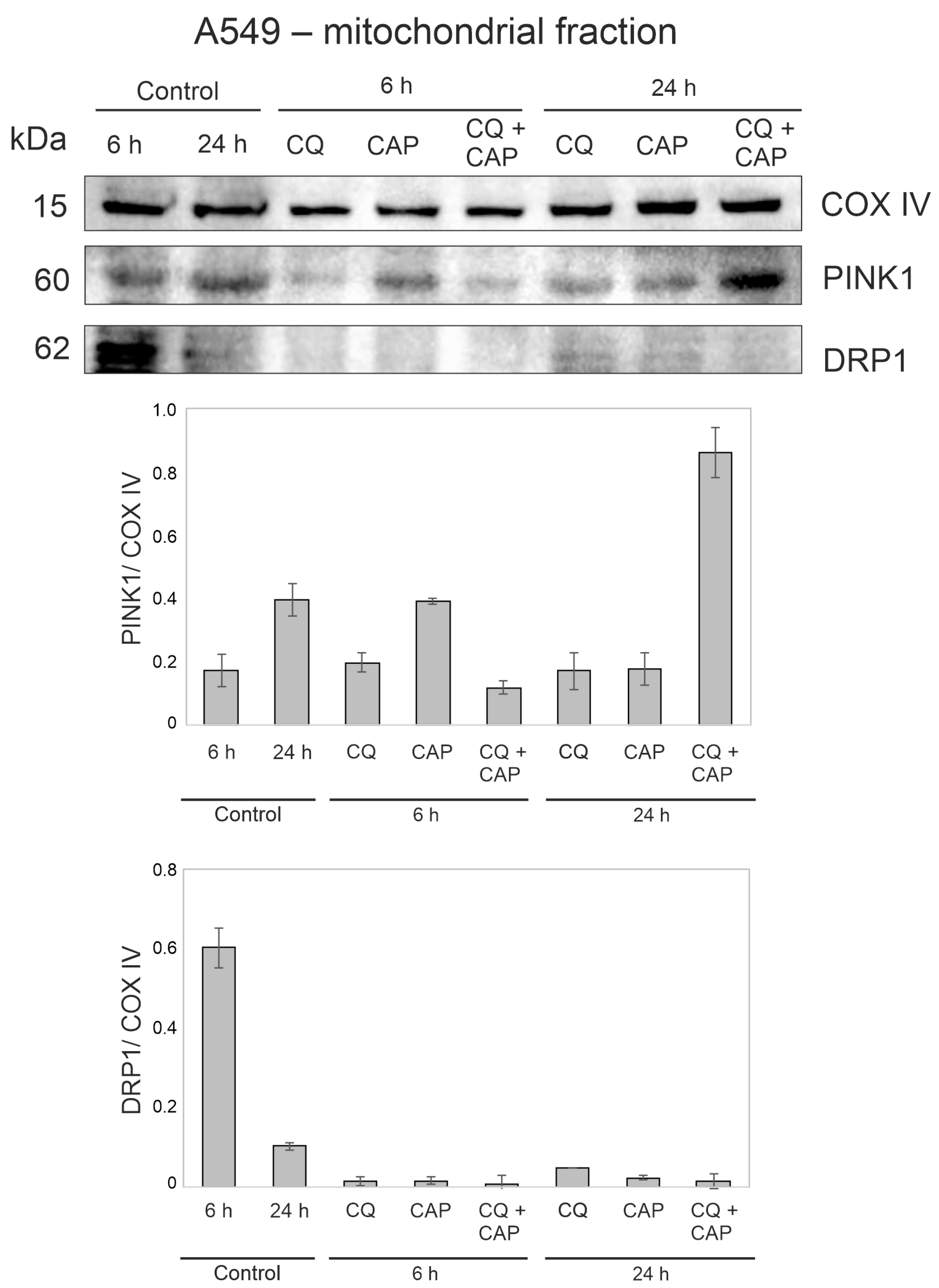 Cells 12 00290 g010 Cells 12 00290 g010