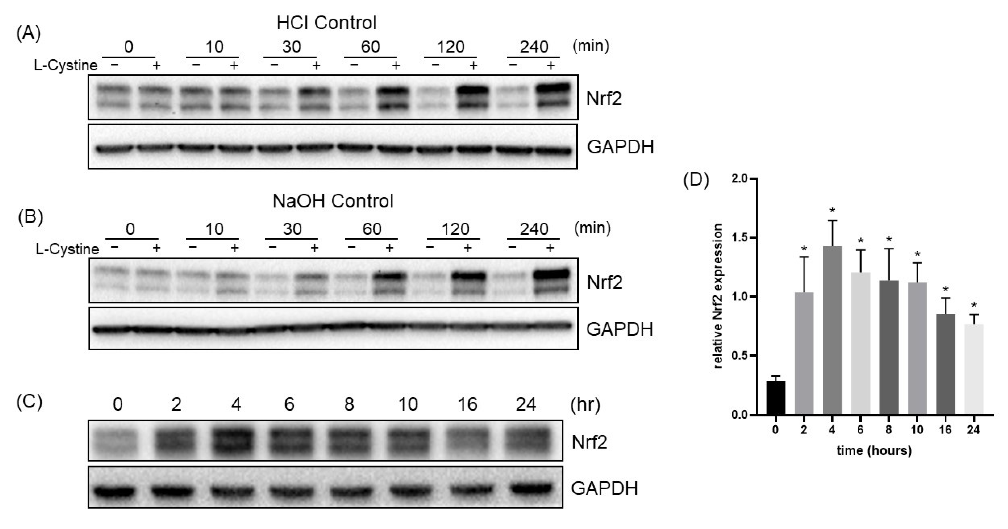 Cells 12 00291 g004 Cells 12 00291 g004