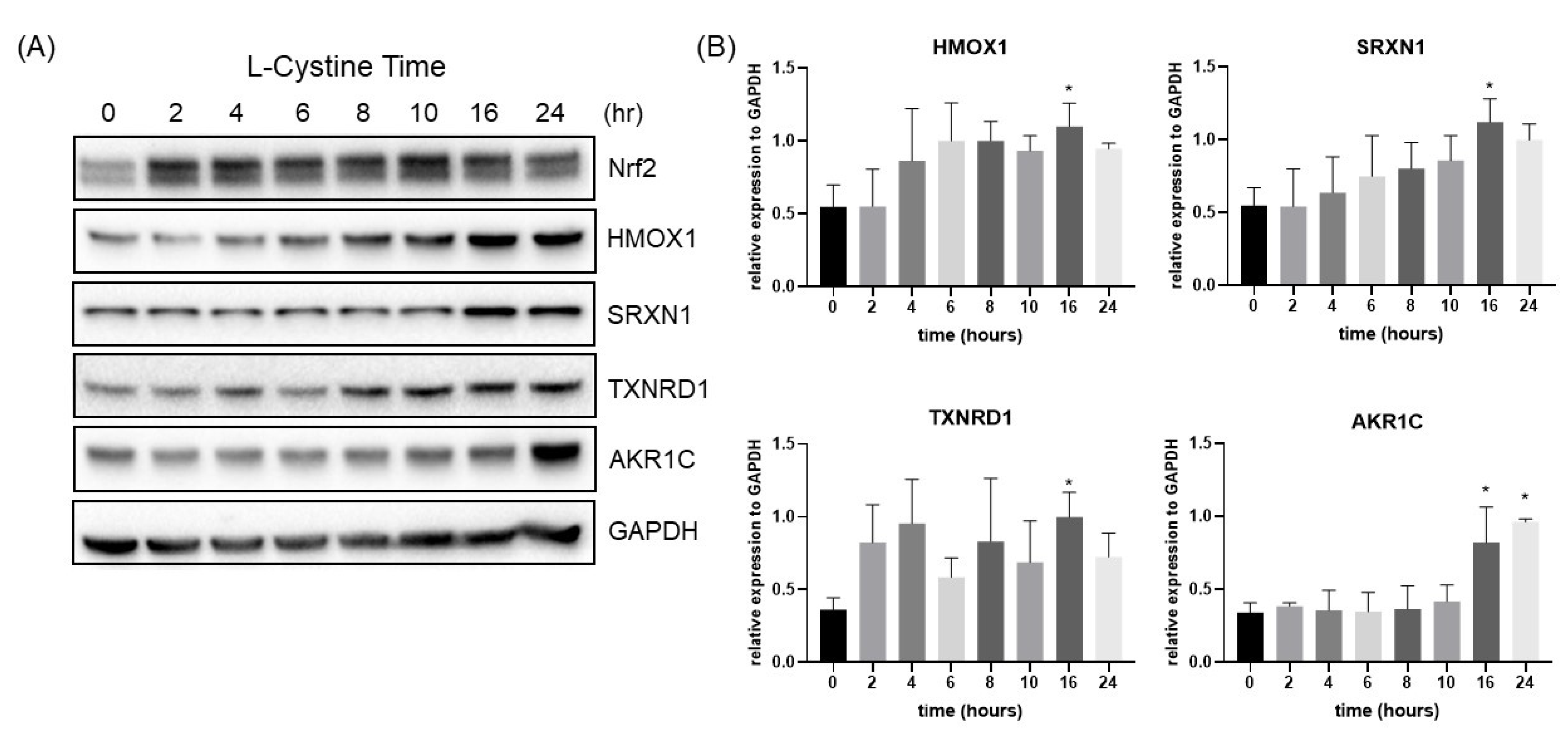 Cells 12 00291 g008 Cells 12 00291 g008