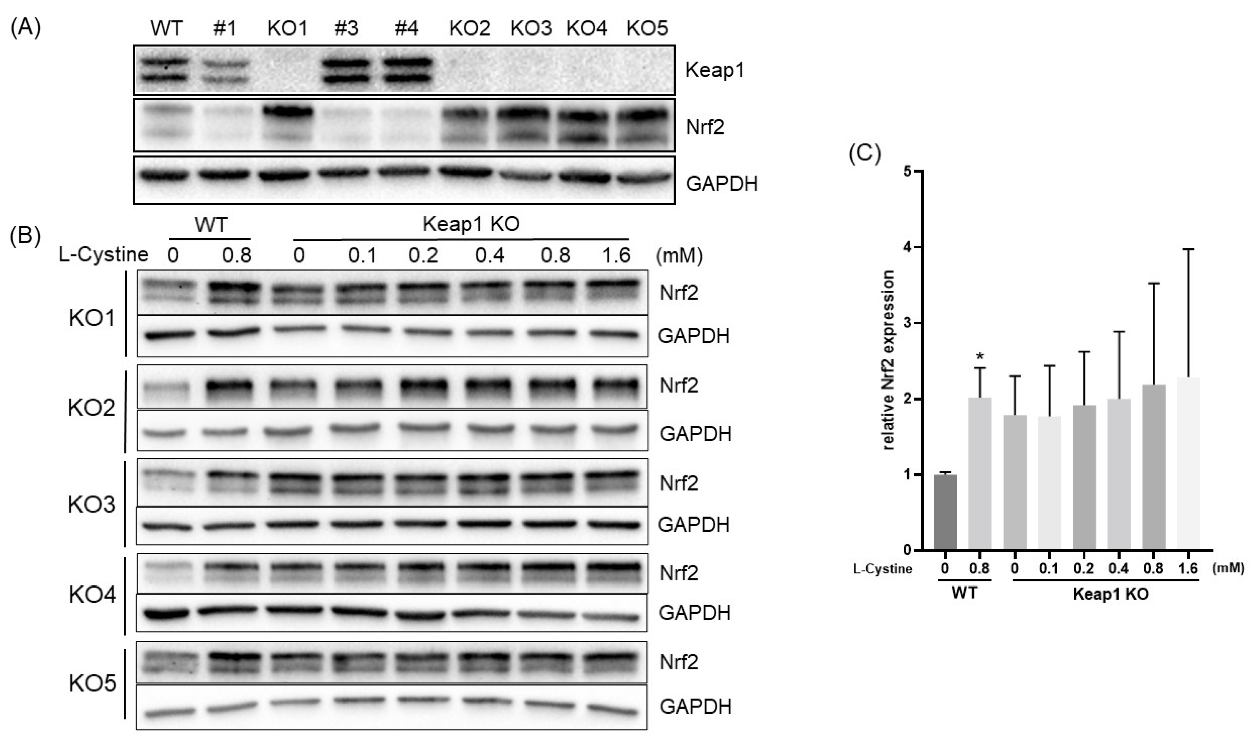 Cells 12 00291 g011 Cells 12 00291 g011