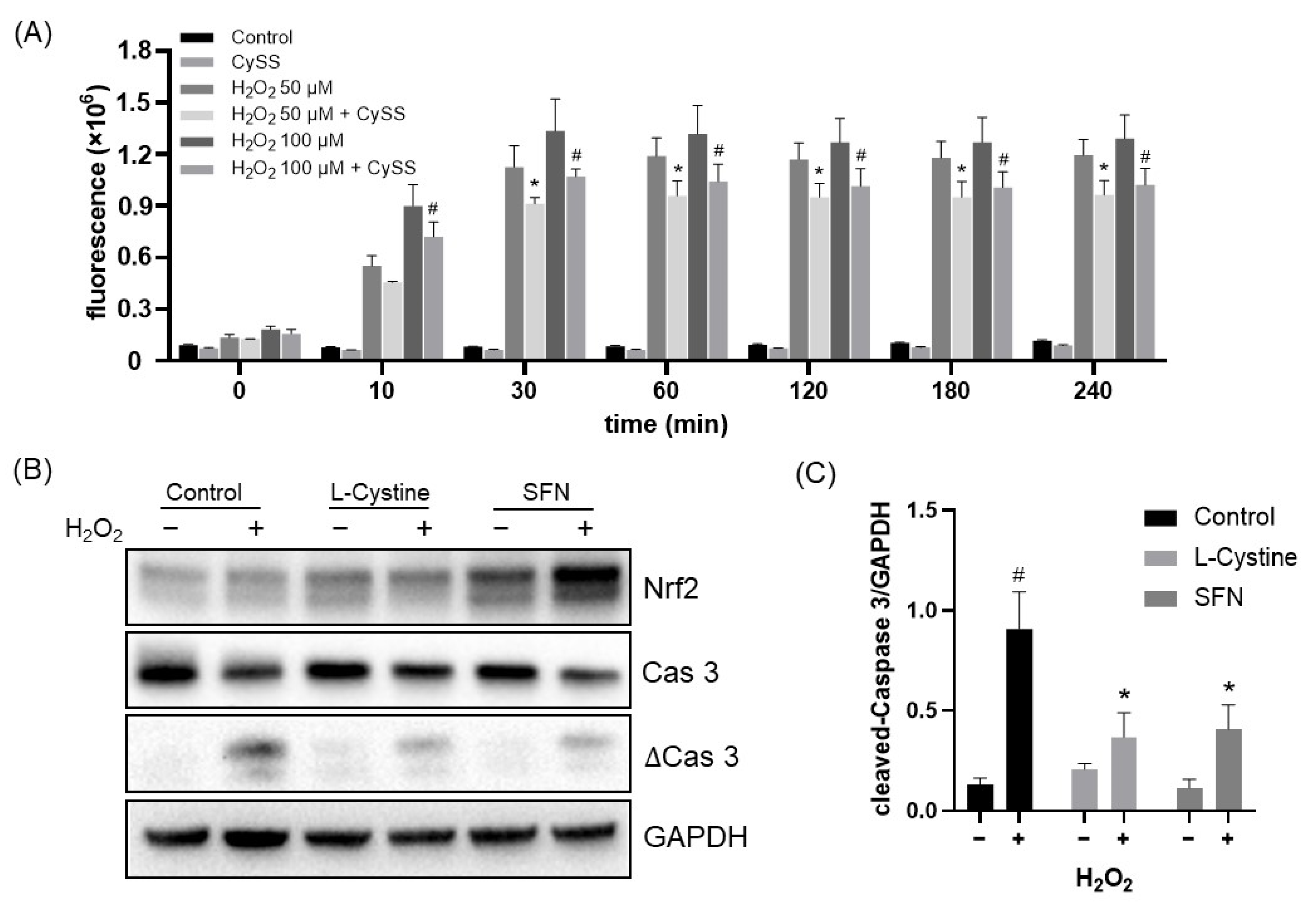 Cells 12 00291 g012 Cells 12 00291 g012