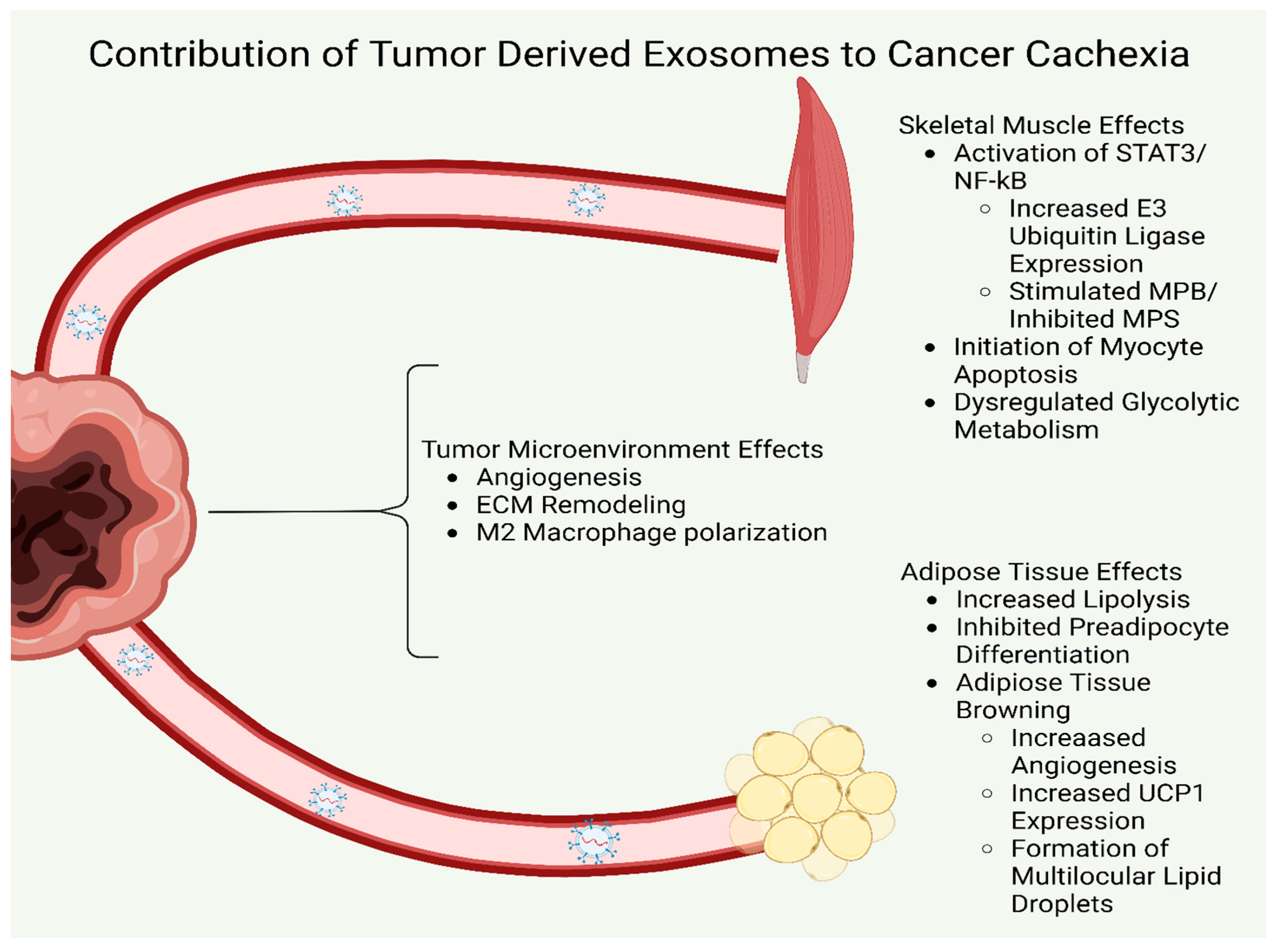 Cells 12 00292 g002 Cells 12 00292 g002