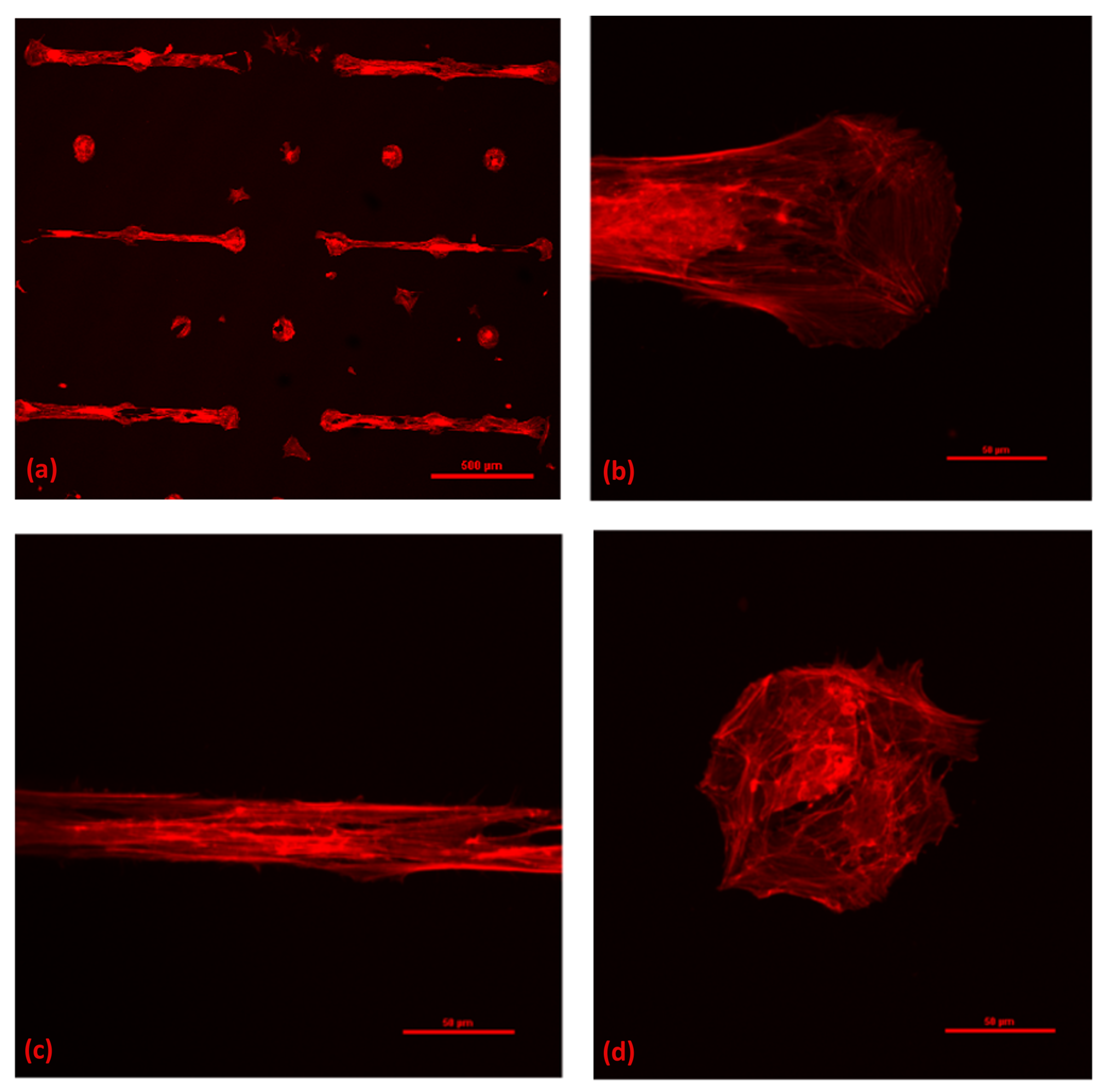 Neuronal Cells Confinement by Micropatterned Cluster-Assembled Dots with  Mechanotransductive Nanotopography