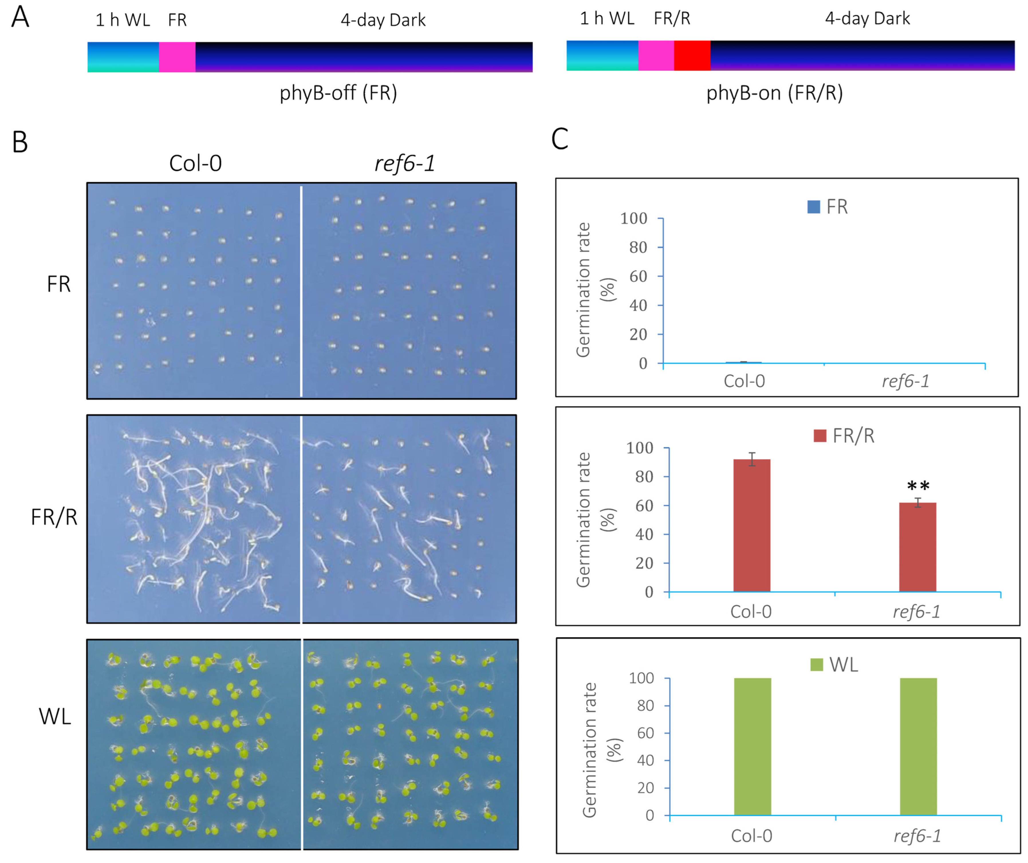 Cells 12 00295 g001 Cells 12 00295 g001