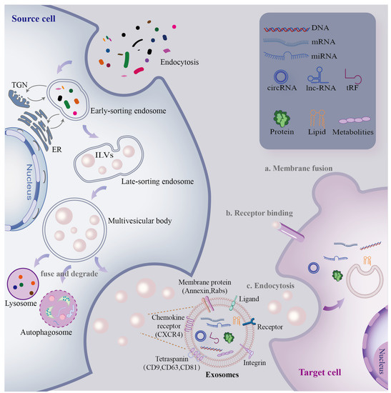 Cells | Free Full-Text | Implications of Crosstalk between Exosome ...