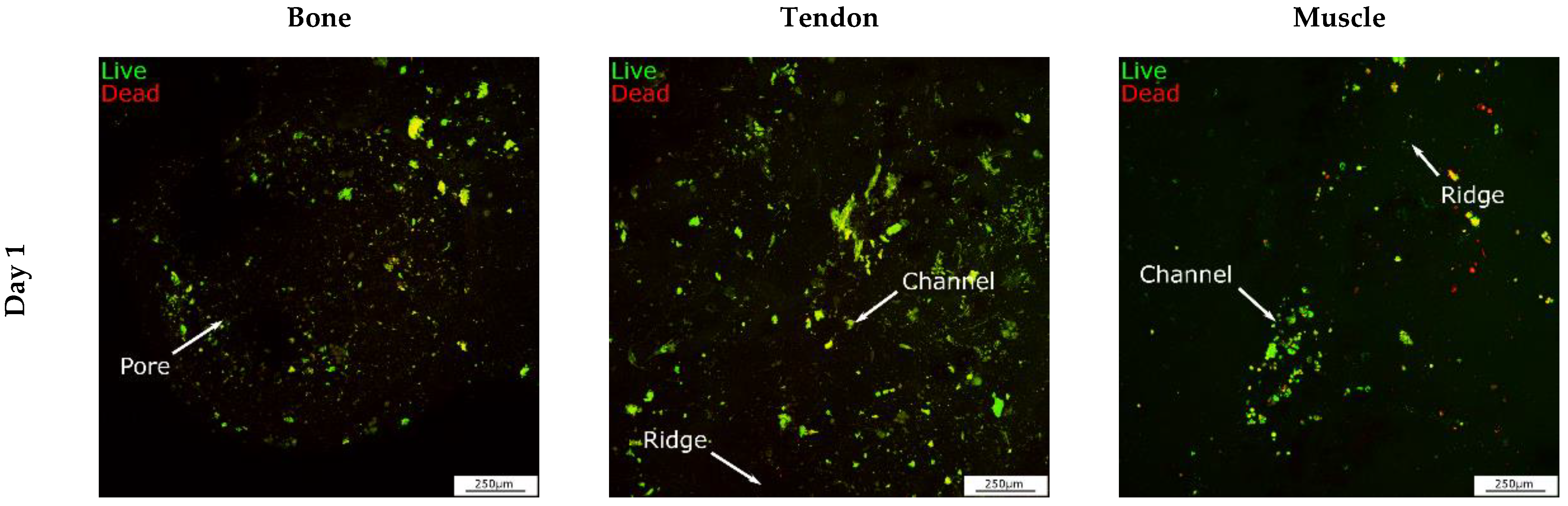 Cells 12 00313 g011a