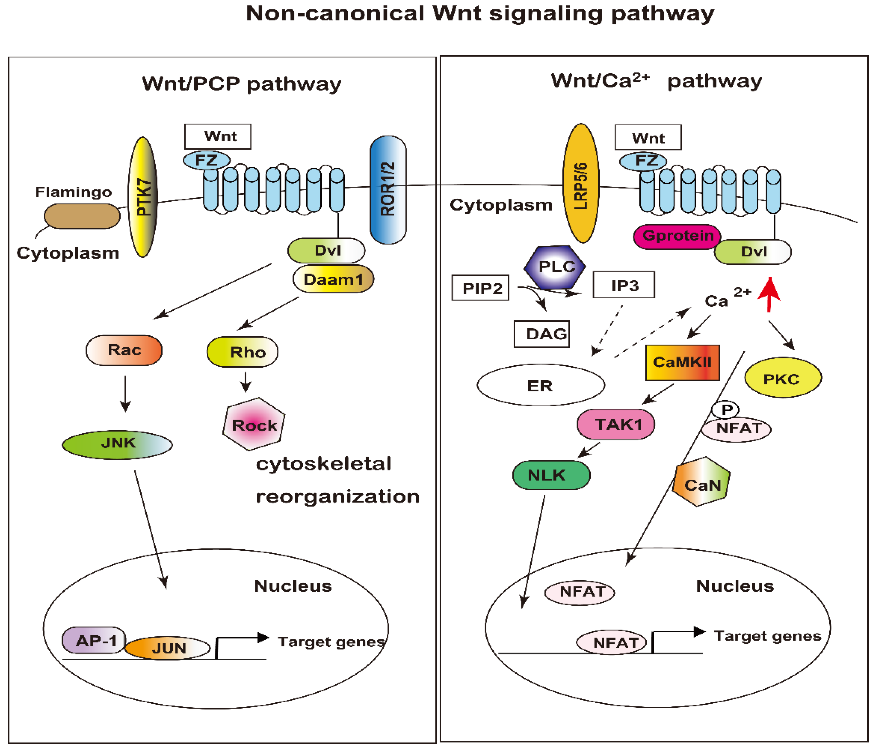 Cells 12 00322 g002 Cells 12 00322 g002
