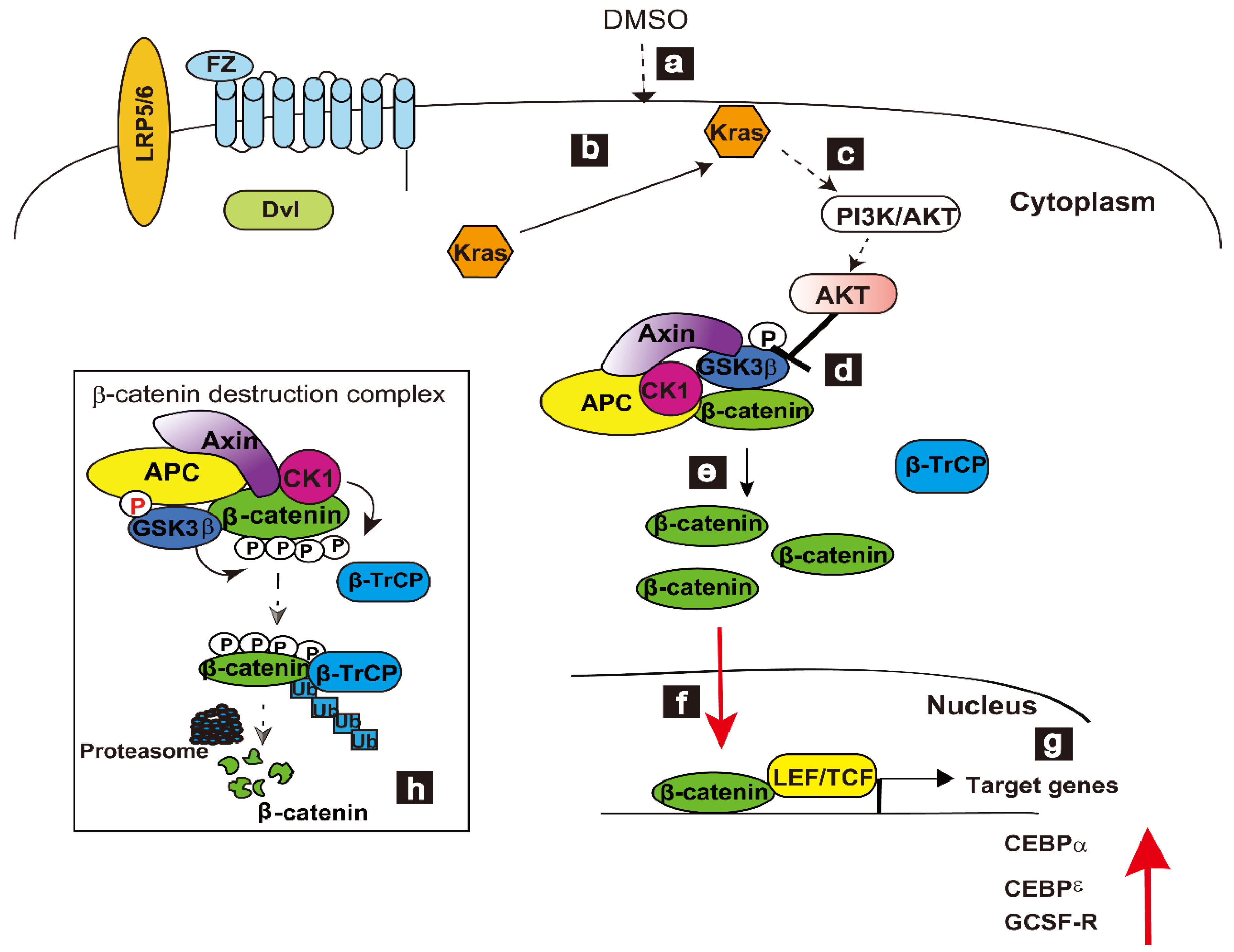 Cells 12 00322 g003 Cells 12 00322 g003