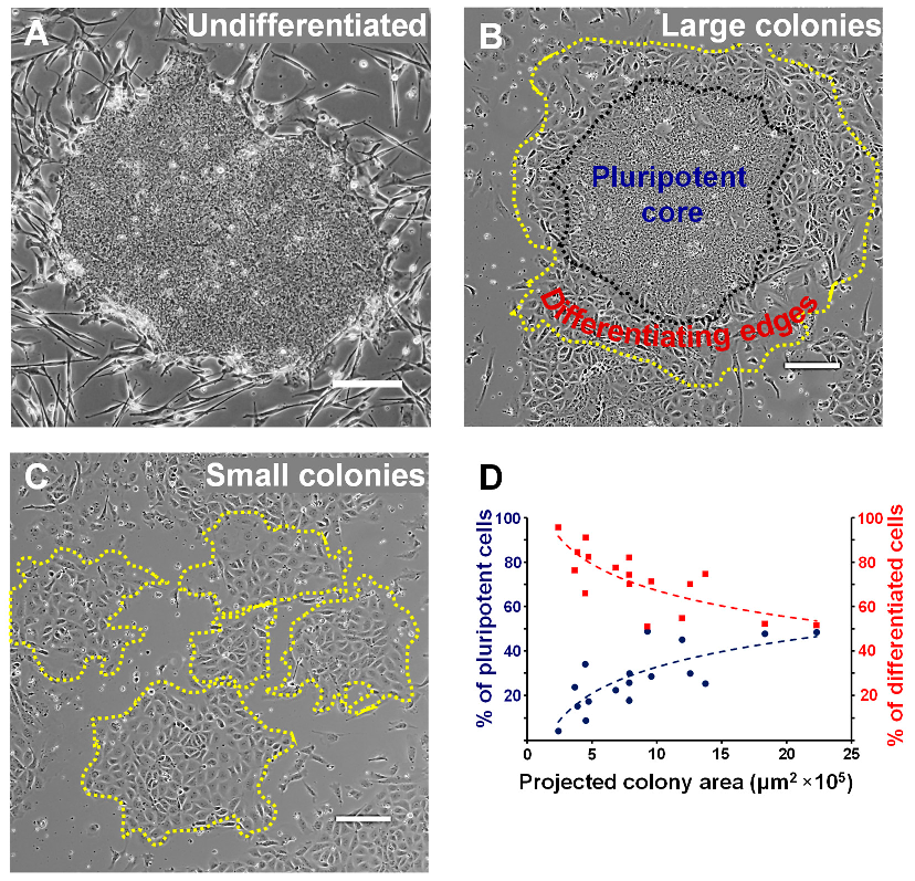 Cells 12 00326 g001 Cells 12 00326 g001