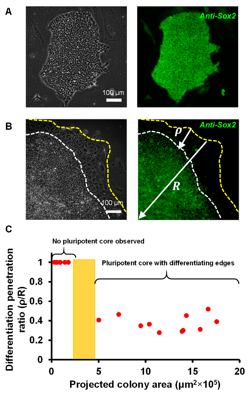 Cells 12 00326 g002 Cells 12 00326 g002