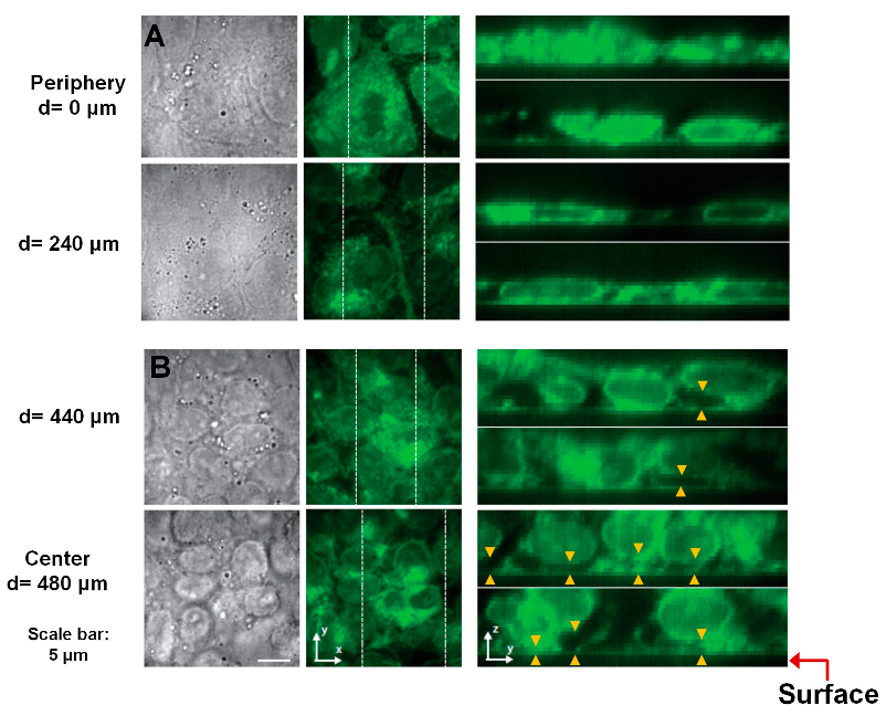 Cells 12 00326 g003 Cells 12 00326 g003