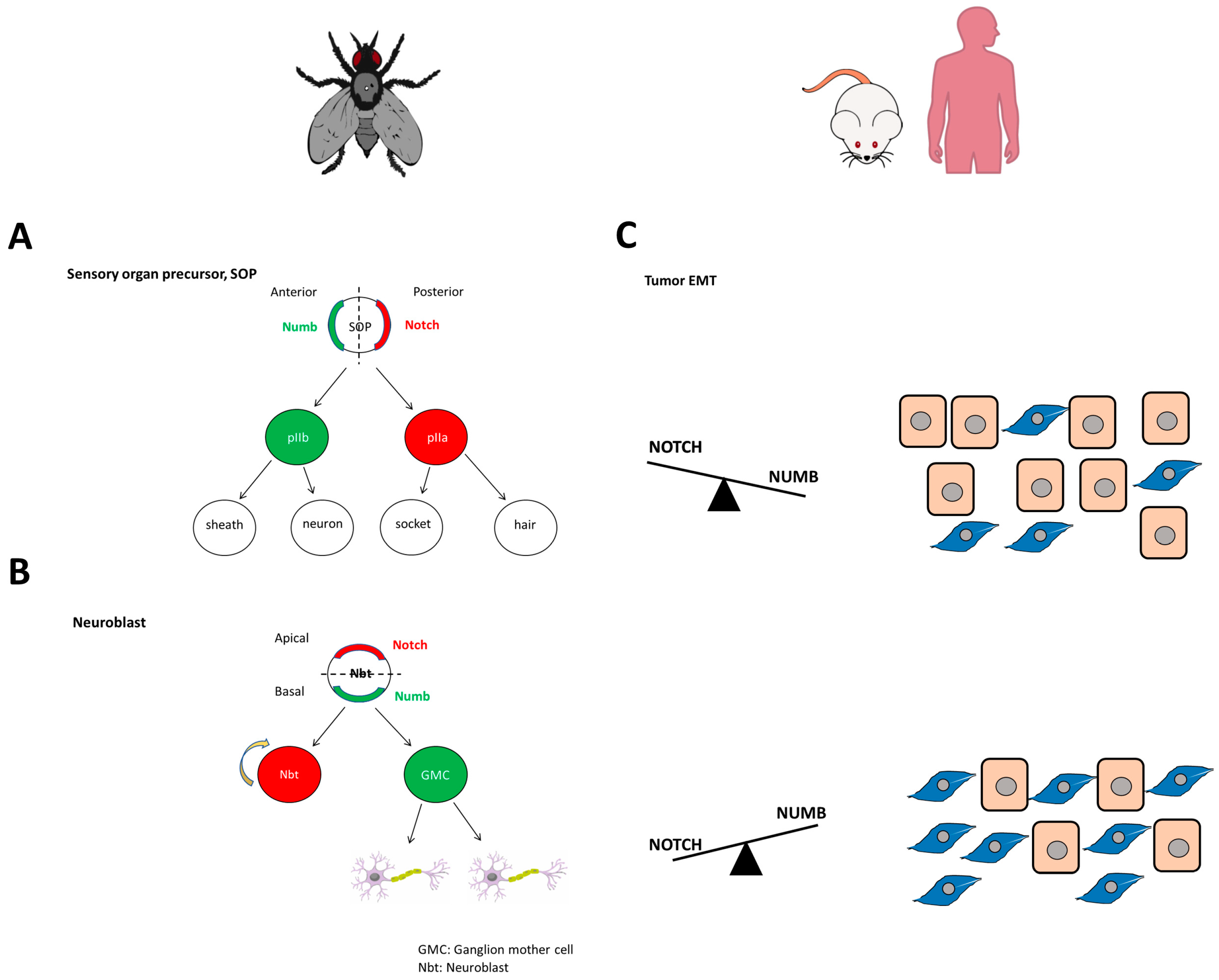 Cells | Free Full-Text | The Multitasker Protein: A Look at the 