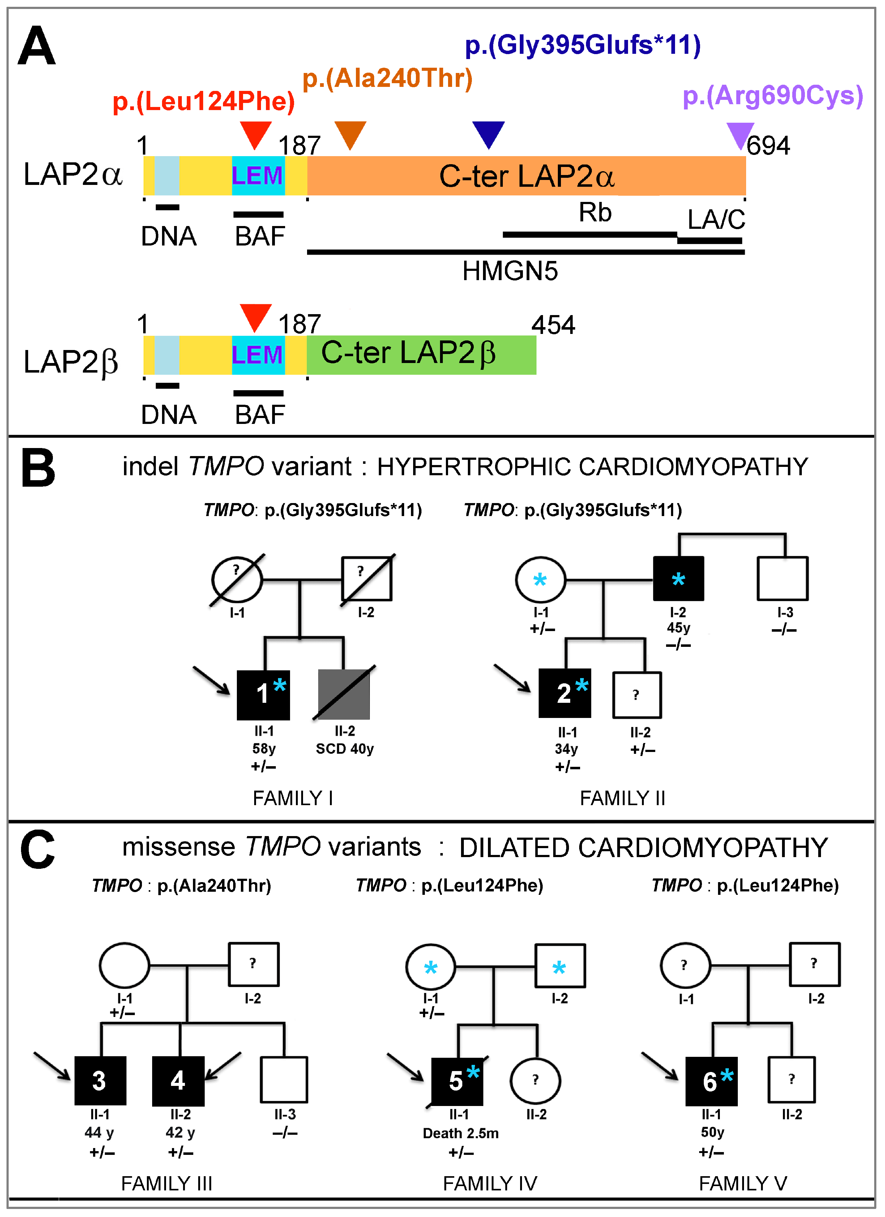 Cells | Free Full-Text | Abnormal Cellular Phenotypes Induced by Three  TMPO/LAP2 Variants Identified in Men with Cardiomyopathies