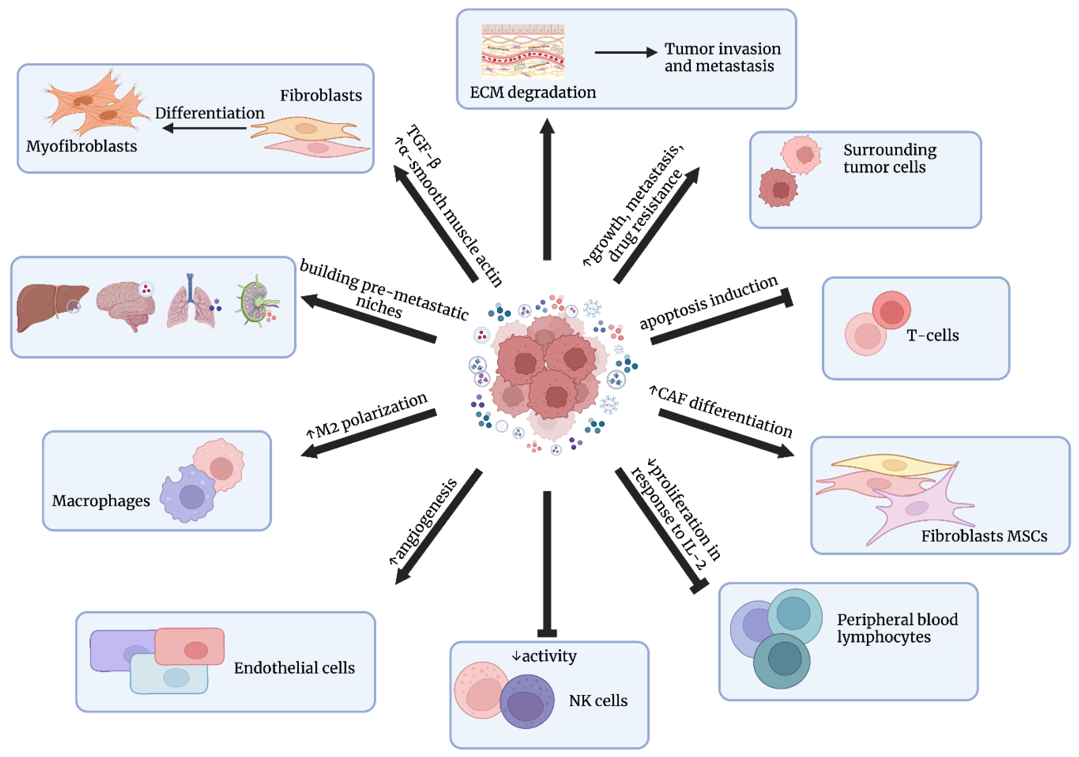 Cells Free Full Text The Role Of Exosomes In Human Carcinogenesis