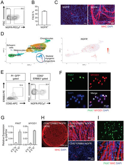 Skeletal muscle differentiation of human iPSCs meets bioengineering  strategies: perspectives and challenges