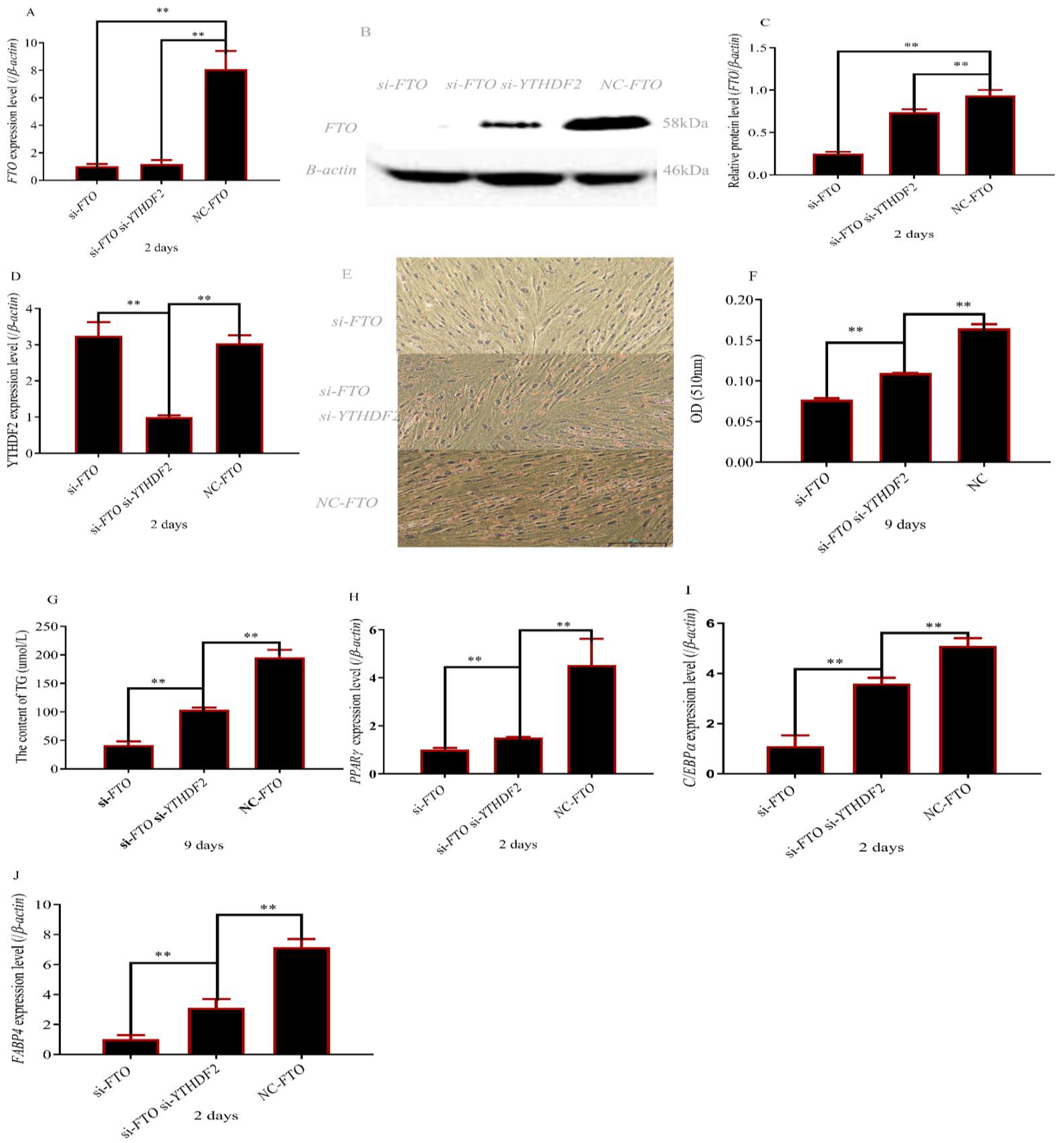Cells 12 00369 g004 Cells 12 00369 g004