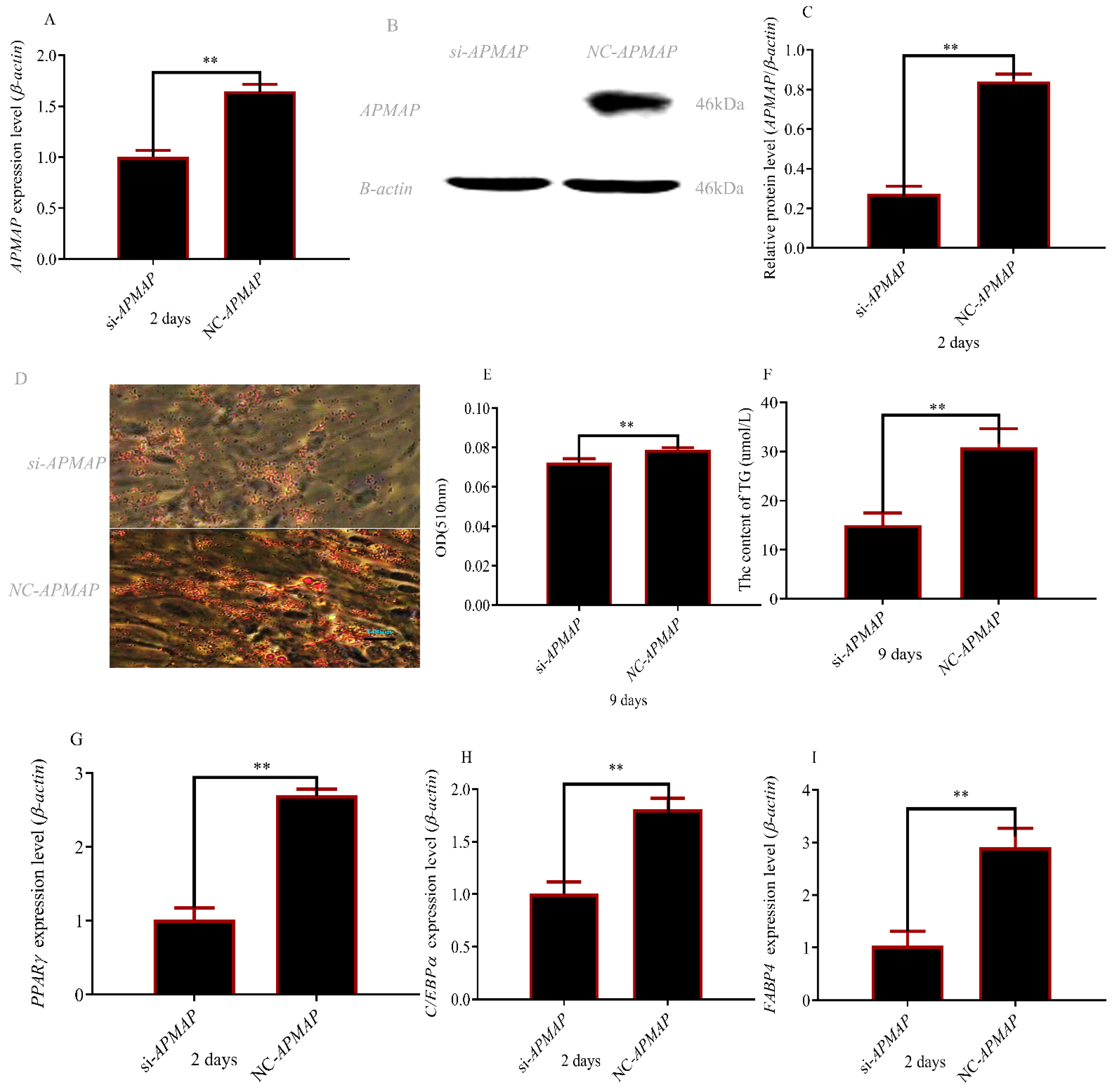 Cells 12 00369 g006 Cells 12 00369 g006