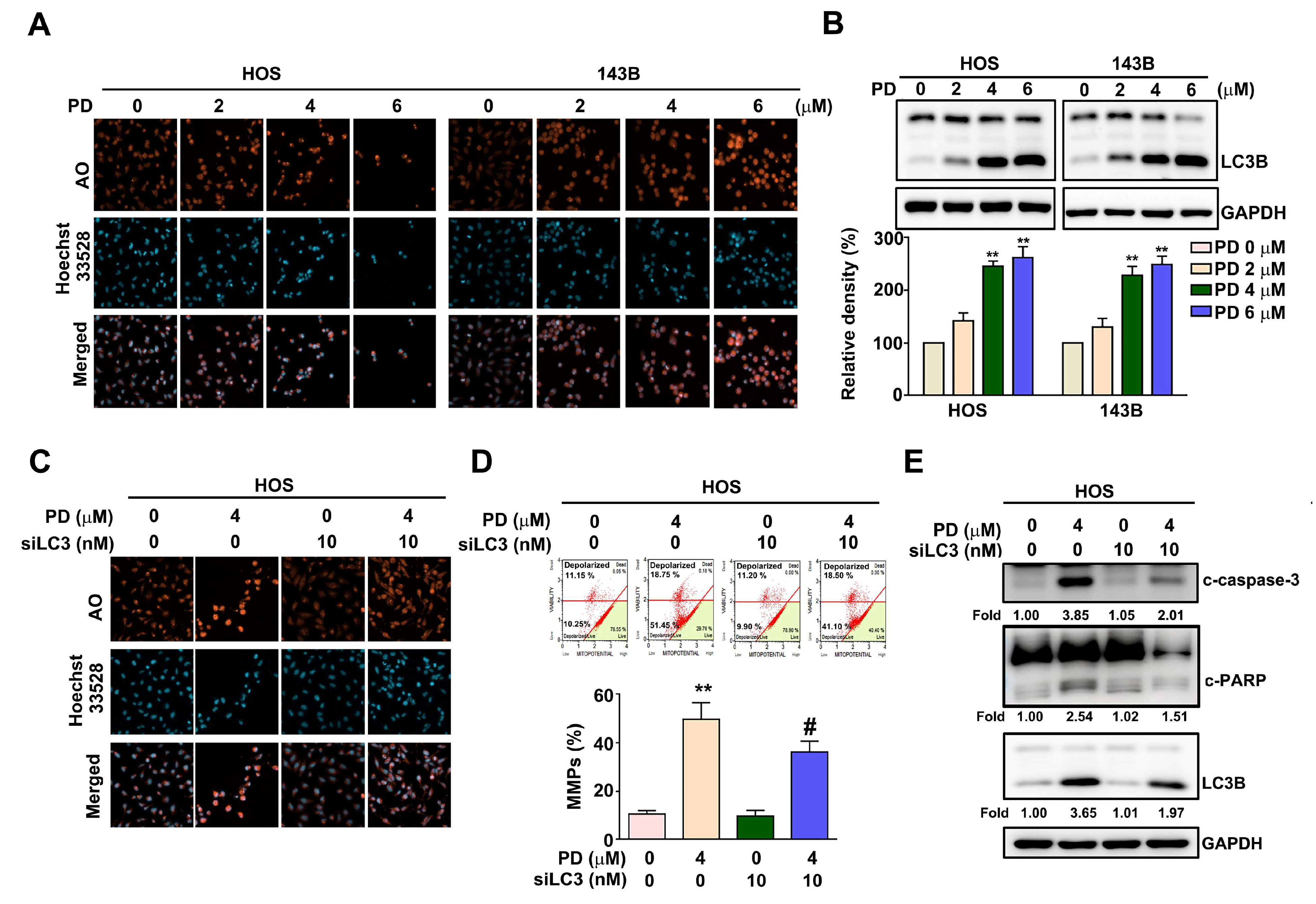 Cells 12 00395 g003 Cells 12 00395 g003