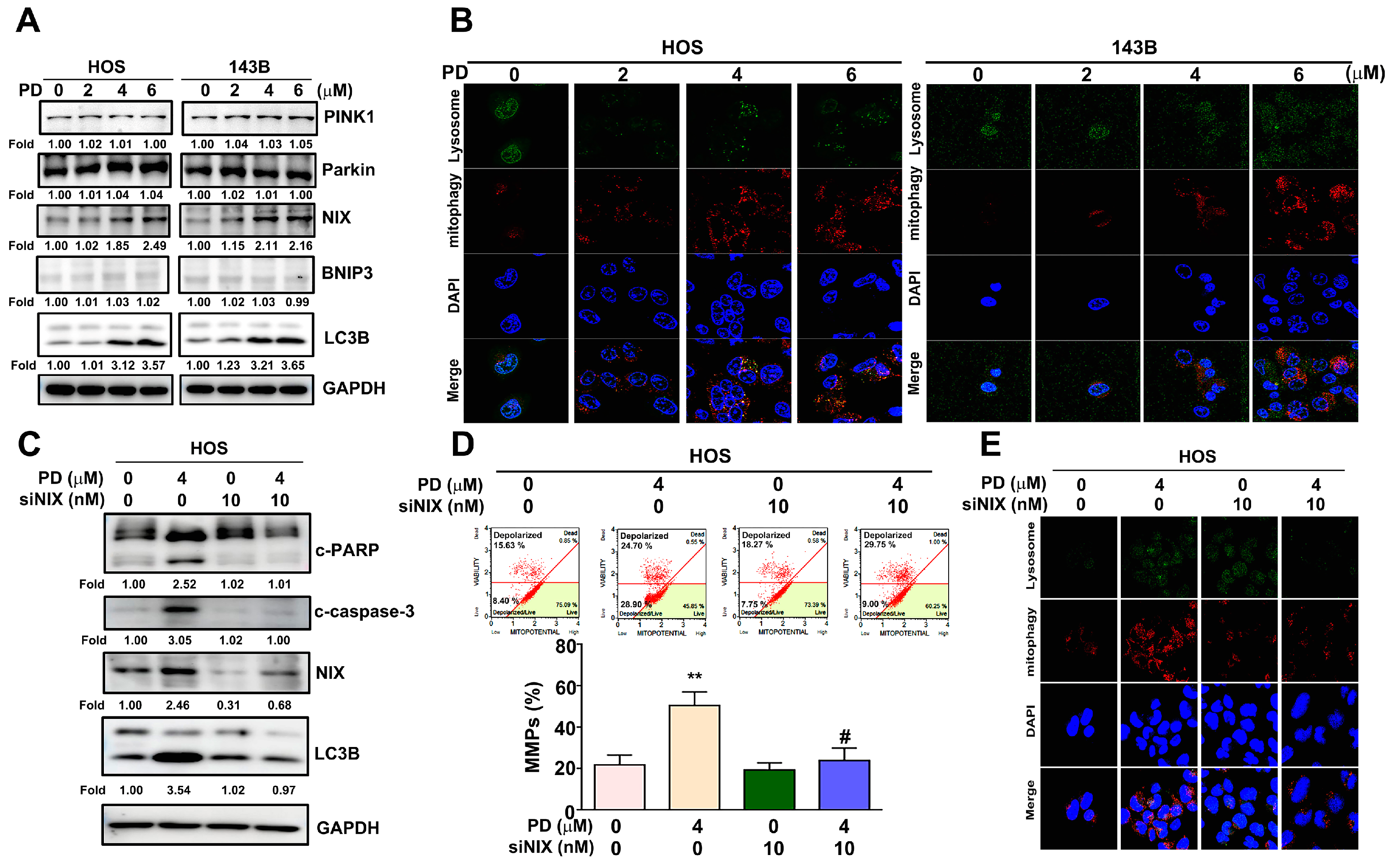 Cells 12 00395 g004 Cells 12 00395 g004