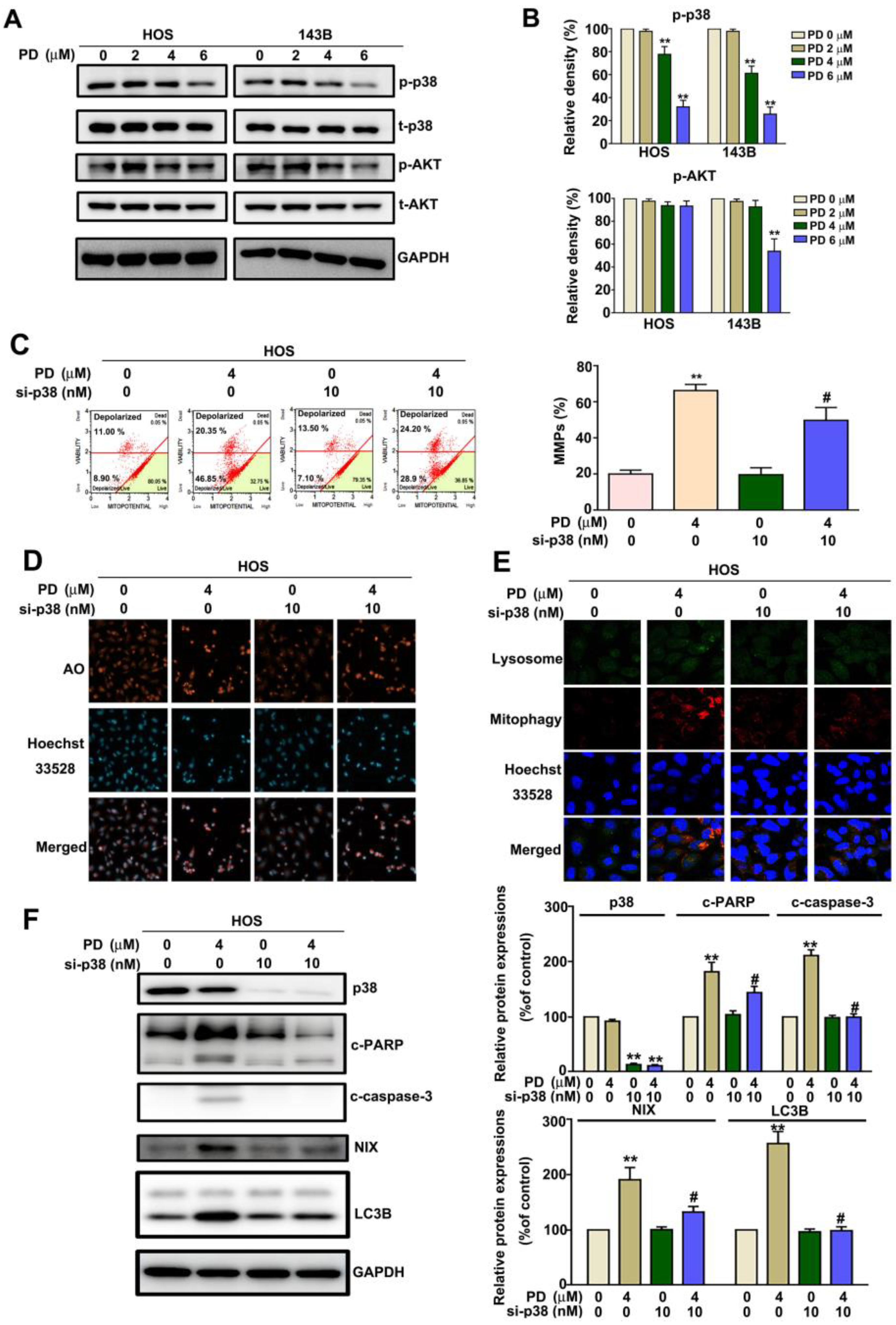 Cells 12 00395 g005 Cells 12 00395 g005