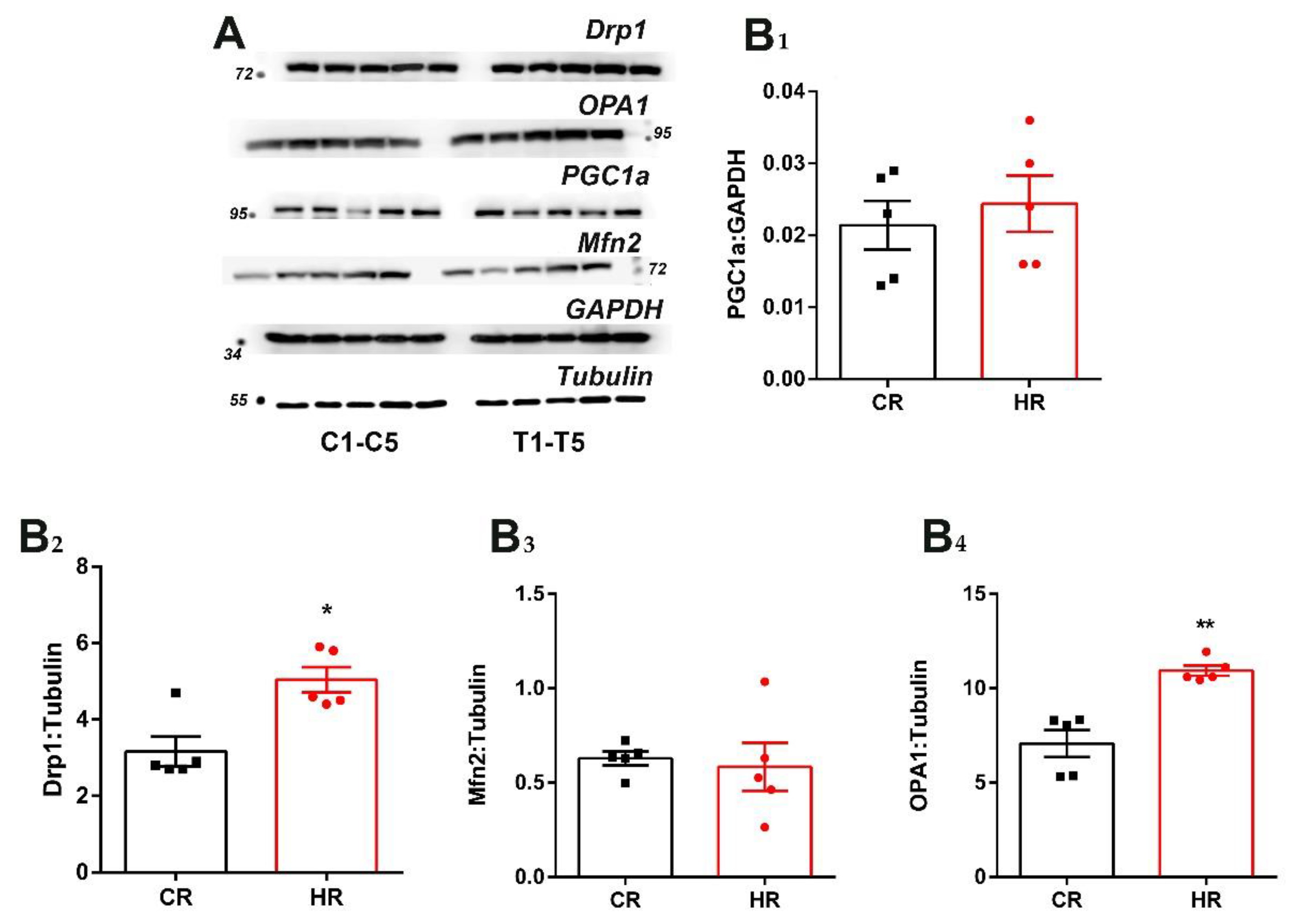 Cells 12 00396 g004 Cells 12 00396 g004