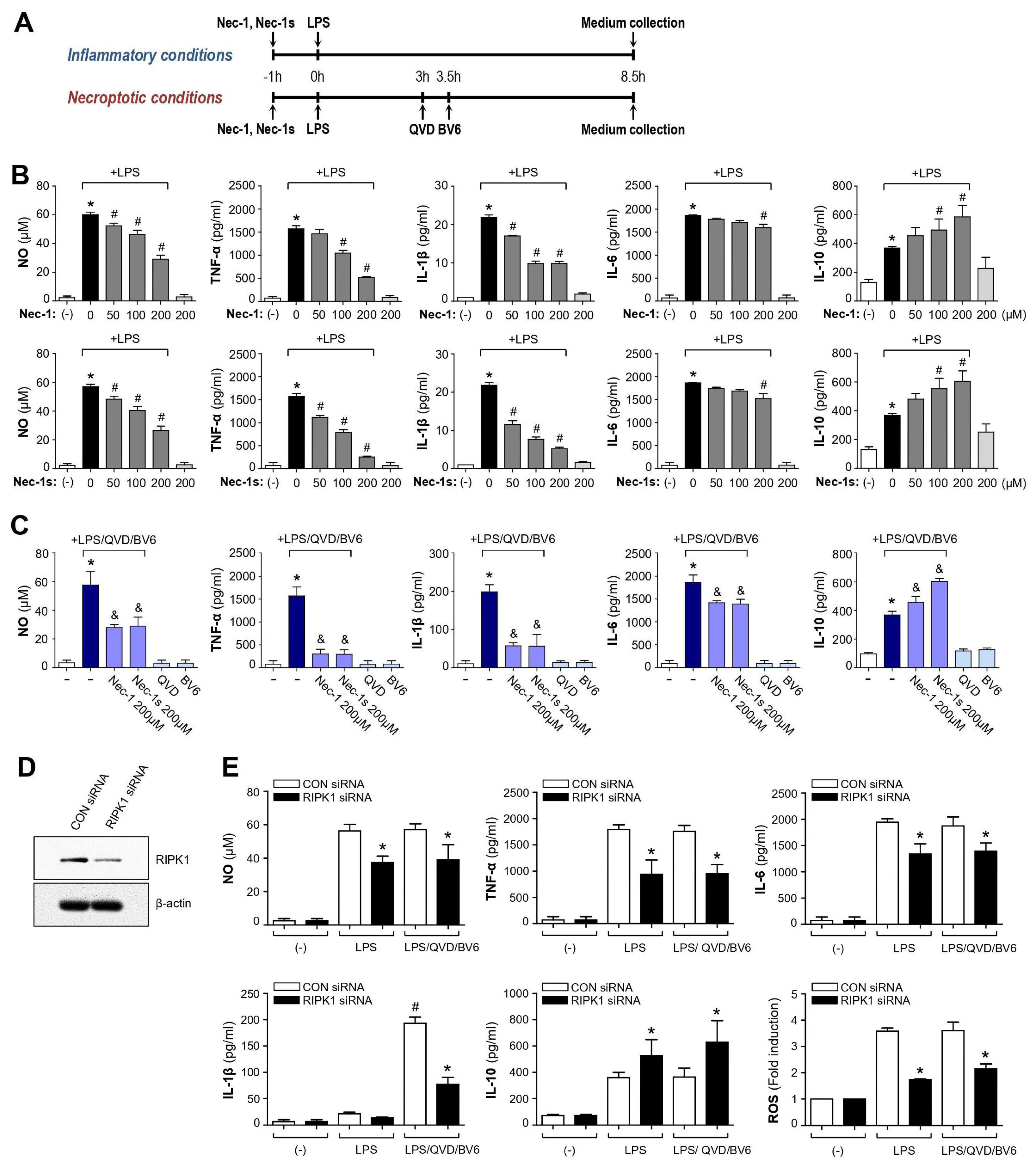 Cells 12 00417 g001 Cells 12 00417 g001