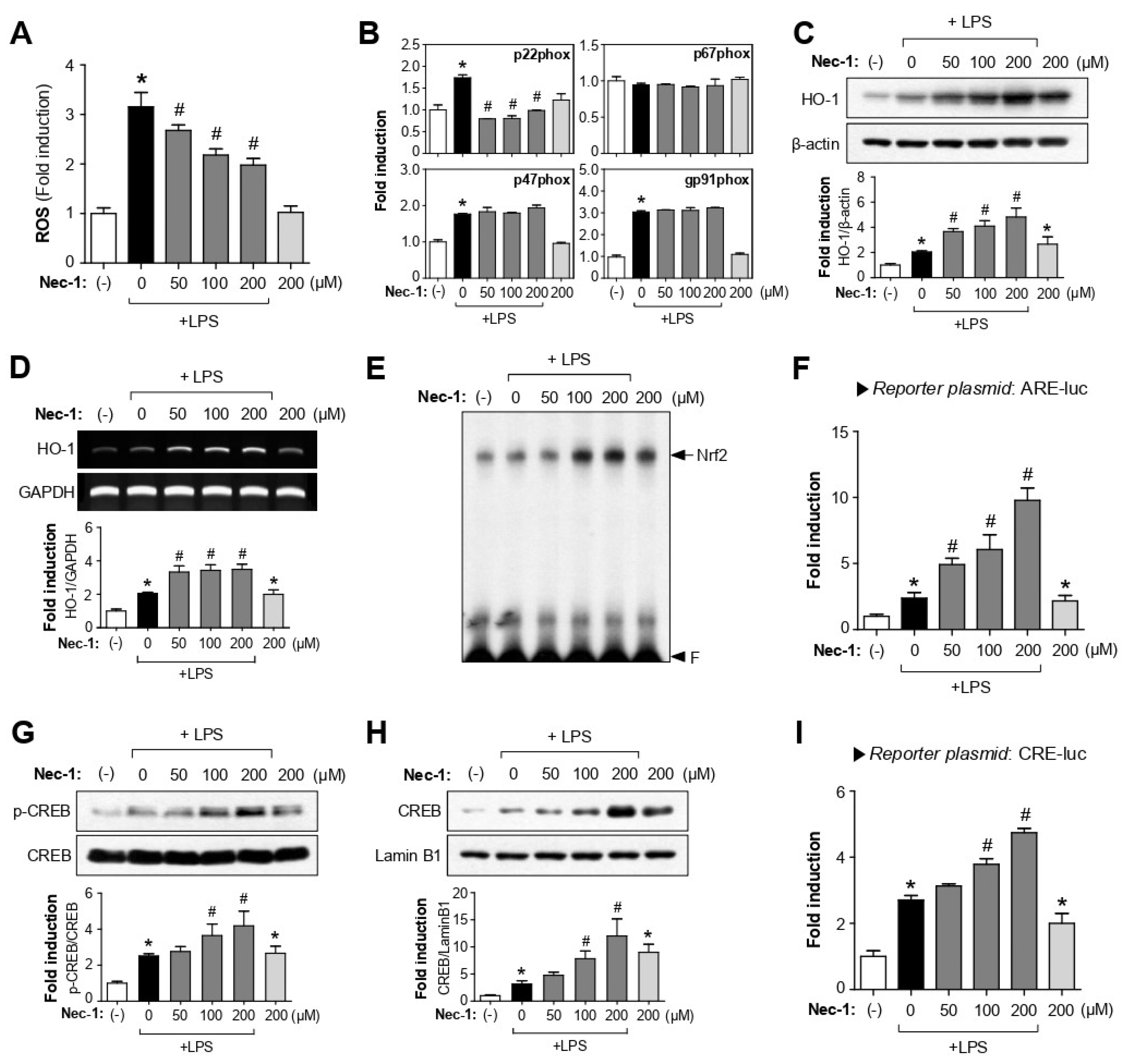 Cells 12 00417 g004 Cells 12 00417 g004