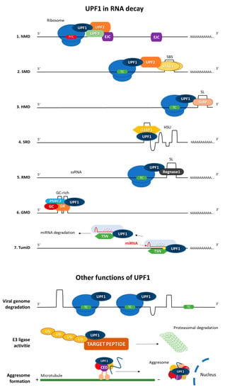 Cells | Free Full-Text | UPF1—From MRNA Degradation To Human Disorders