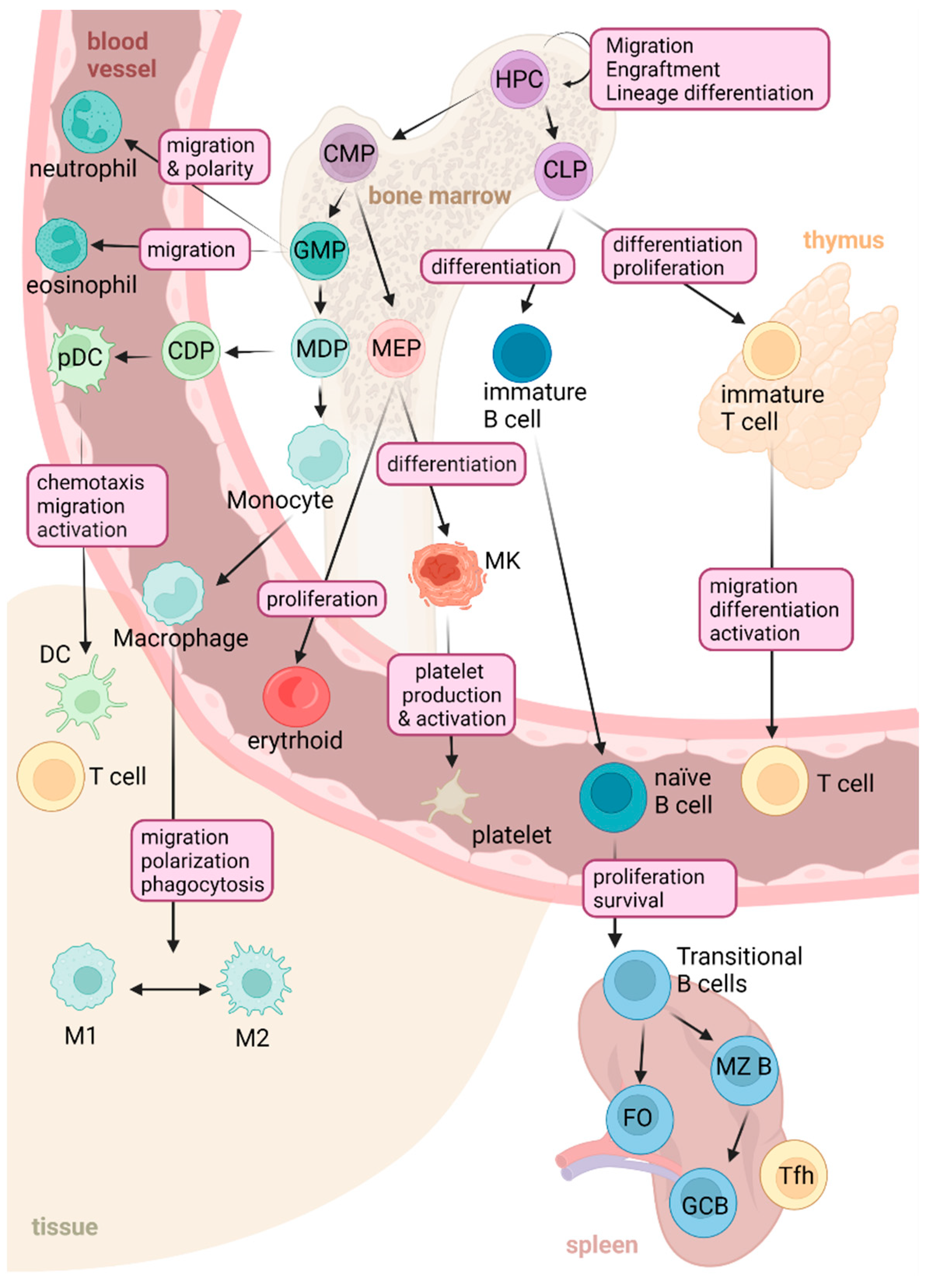 Cells | Free Full-Text | RHOA Therapeutic Targeting in Hematological Cancers