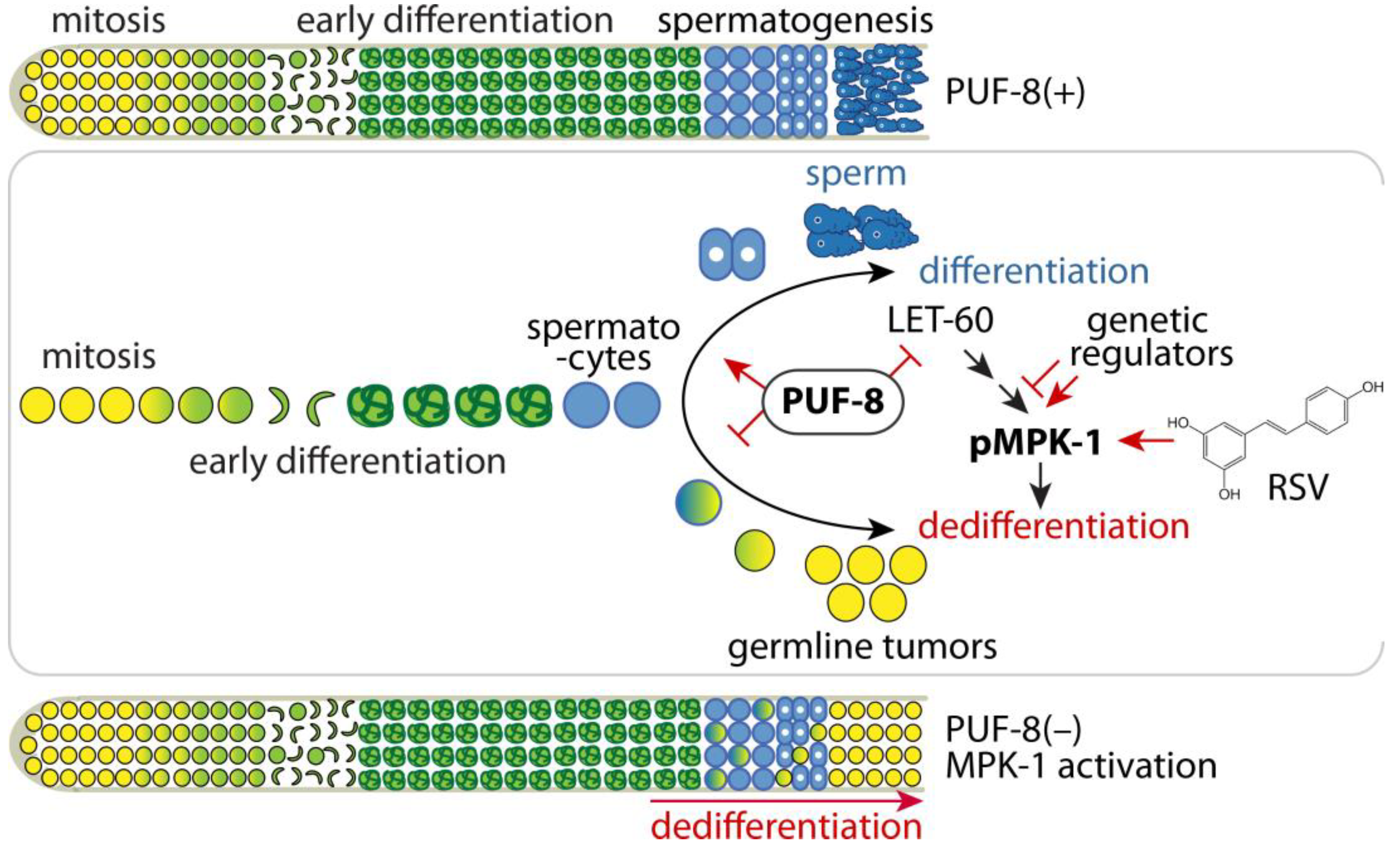 Cells 12 00434 g006 Cells 12 00434 g006