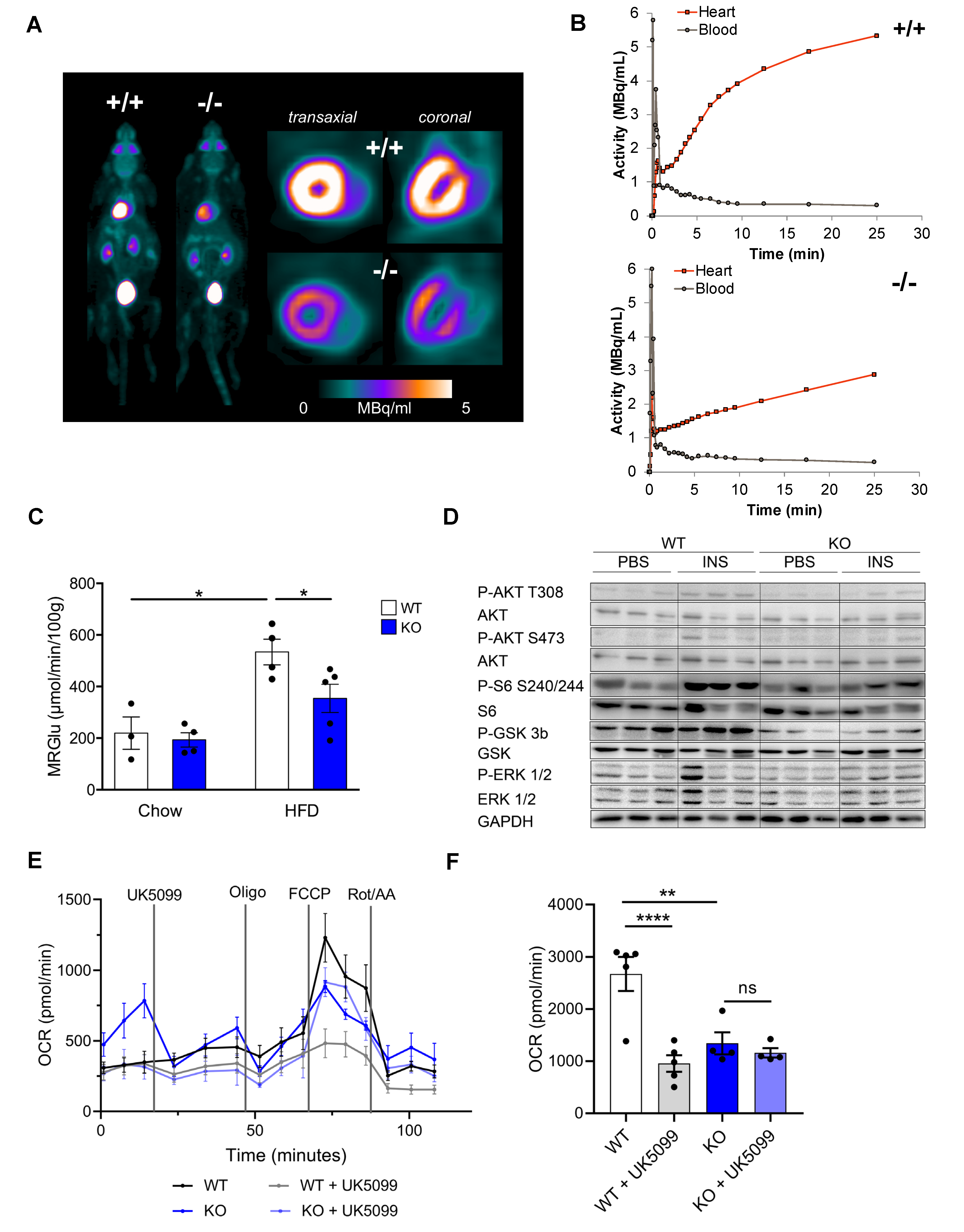 Cells 12 00443 g003 Cells 12 00443 g003